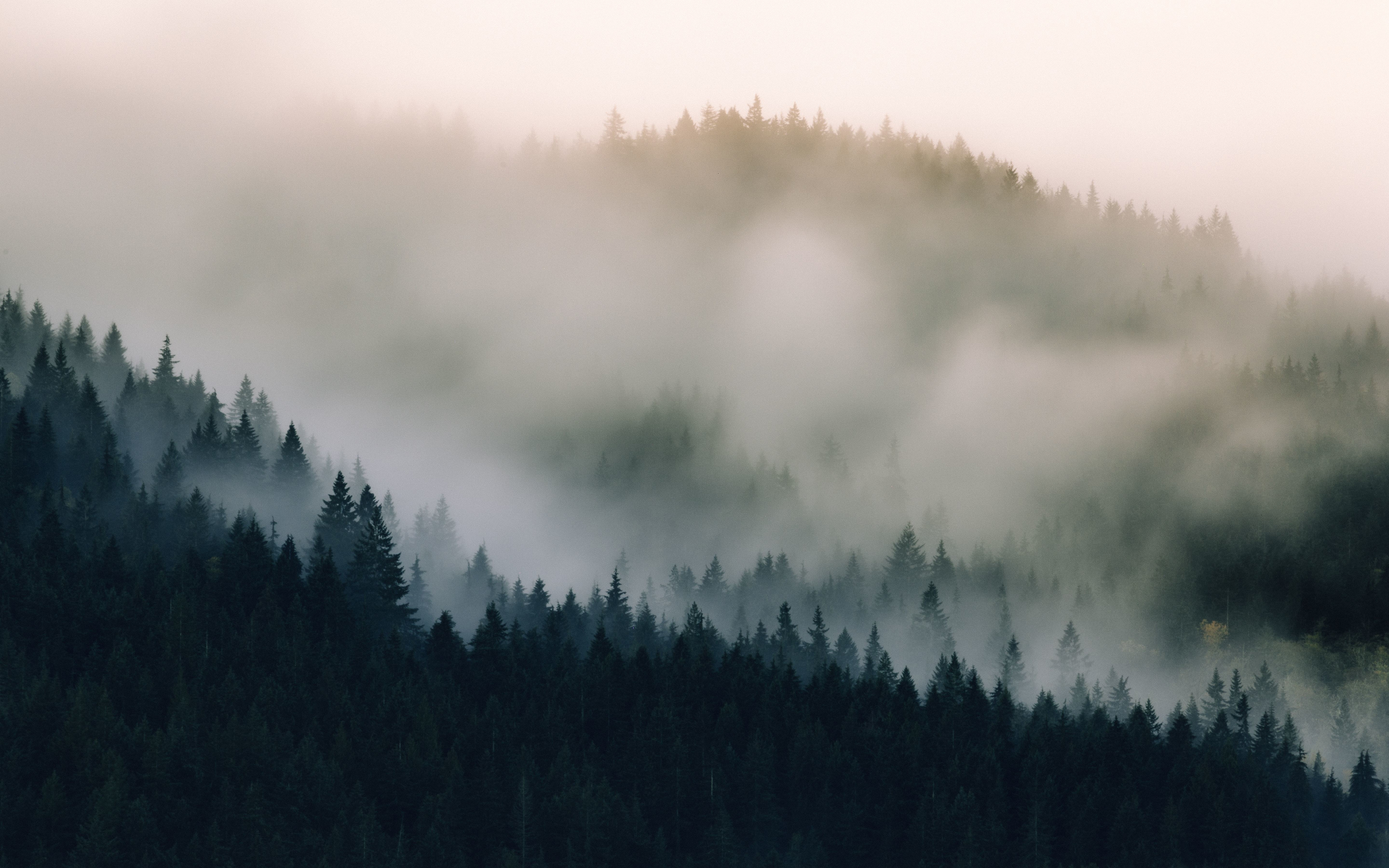 Mist, fog, pine trees, nature, 2880x1800 wallpaper