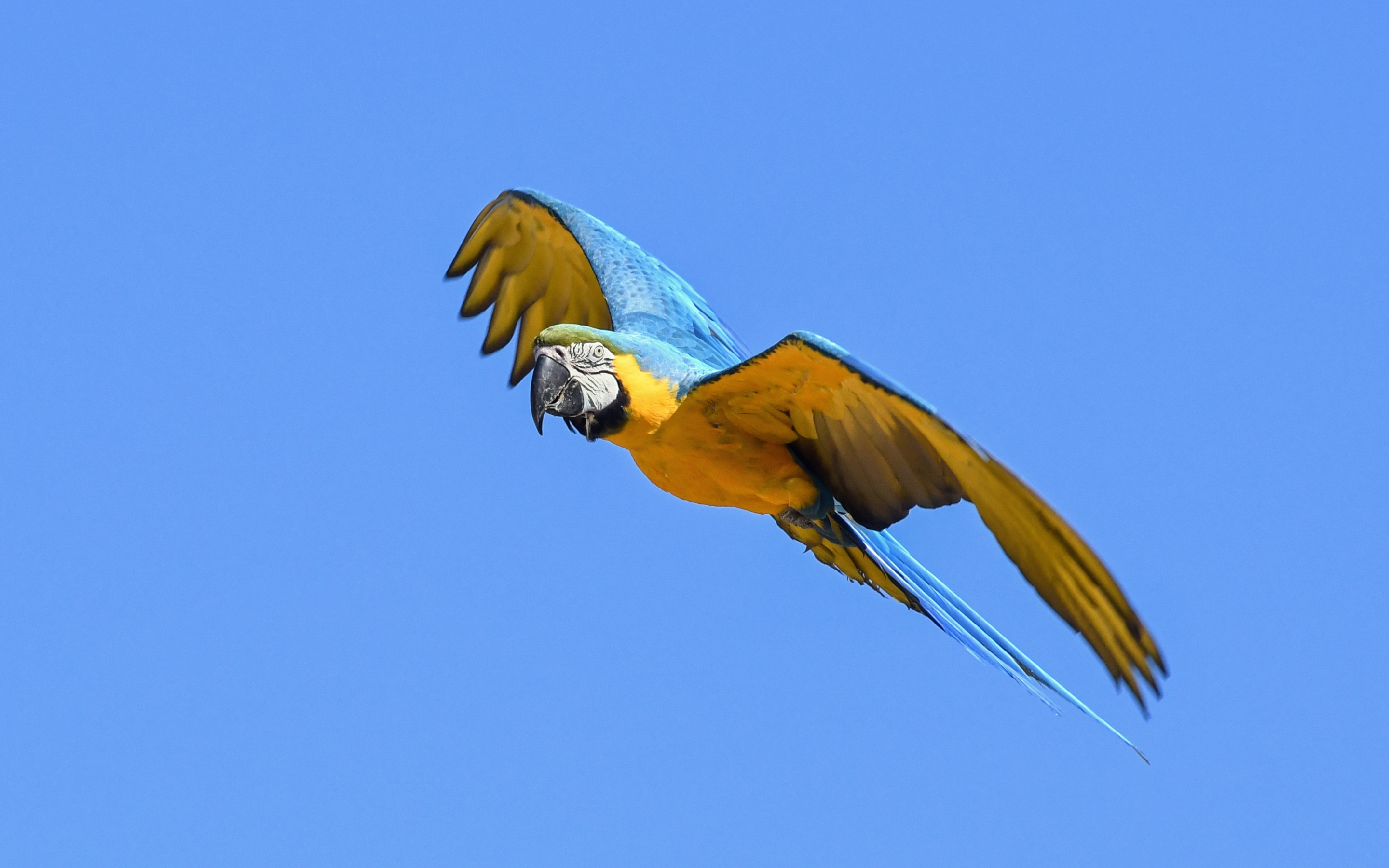 Flight, parrot, green blue, macaw, bird, 2880x1800 wallpaper