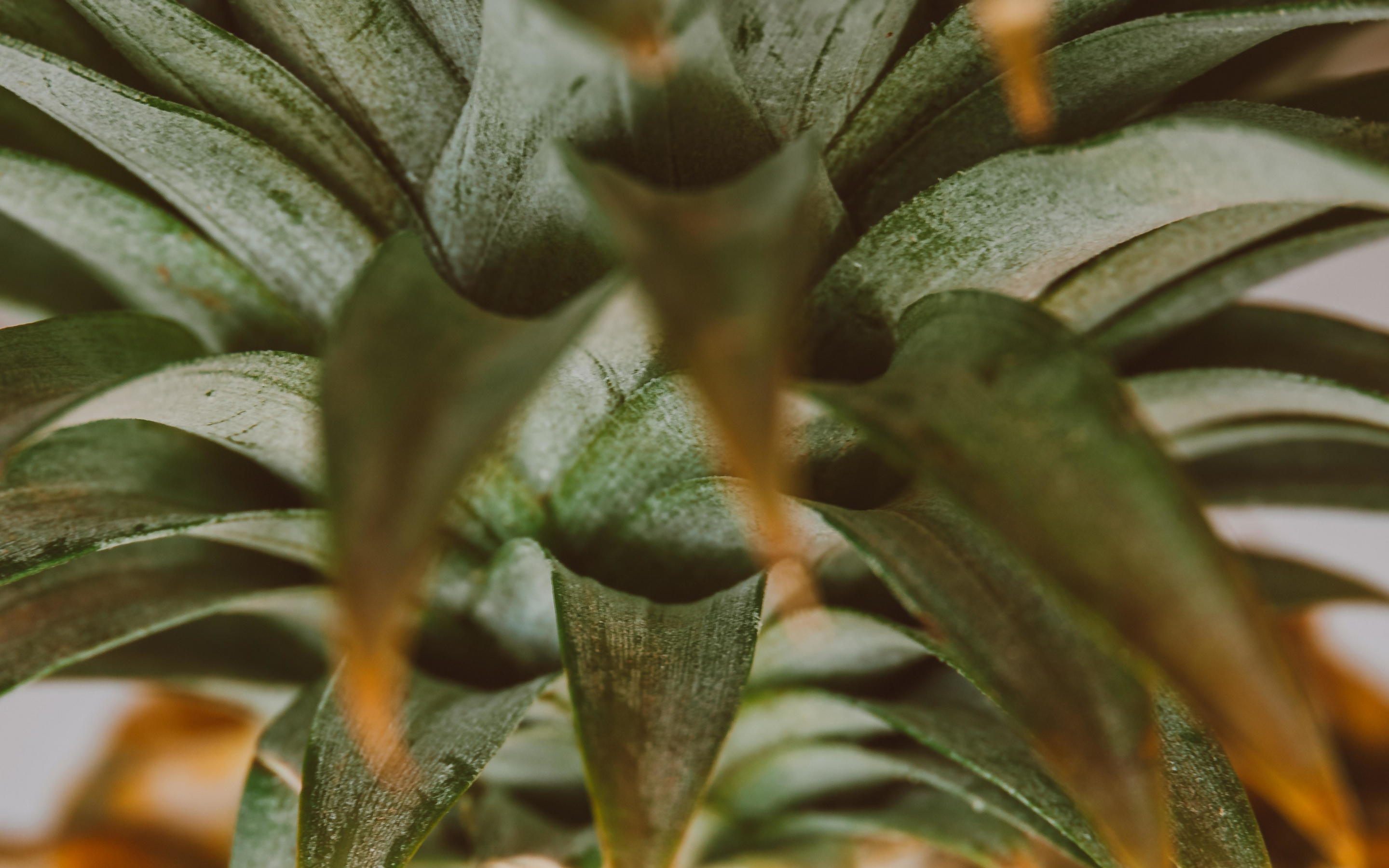 Pineapple, fruit, close up, leaves, 2880x1800 wallpaper