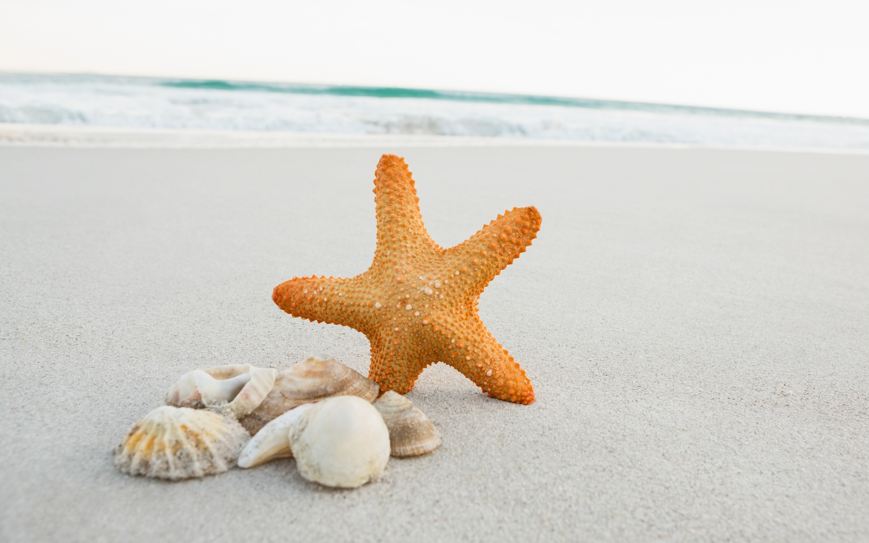Seashell, starfish, sand, beach, 2880x1800 wallpaper