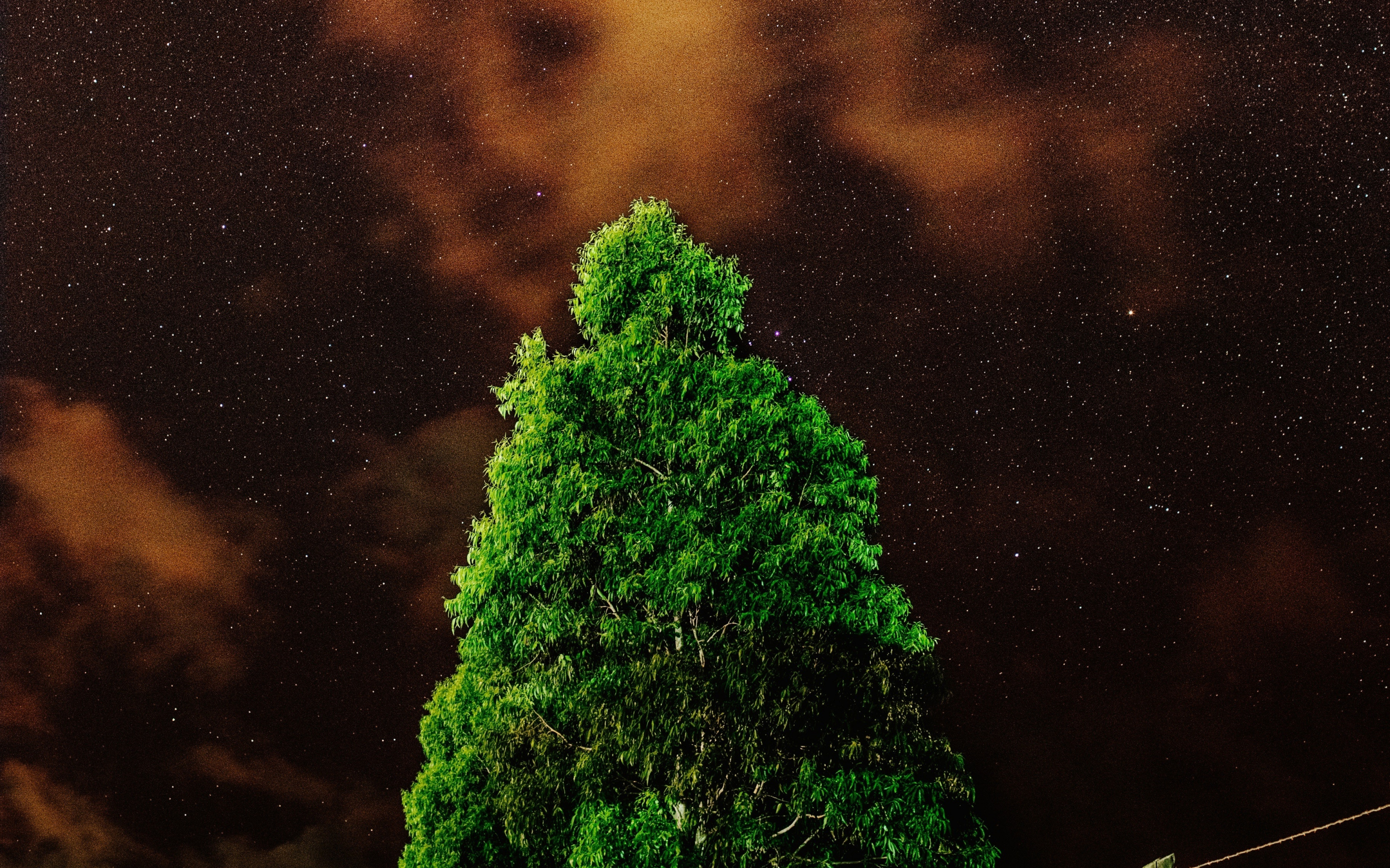 Green tree, night, 2880x1800 wallpaper