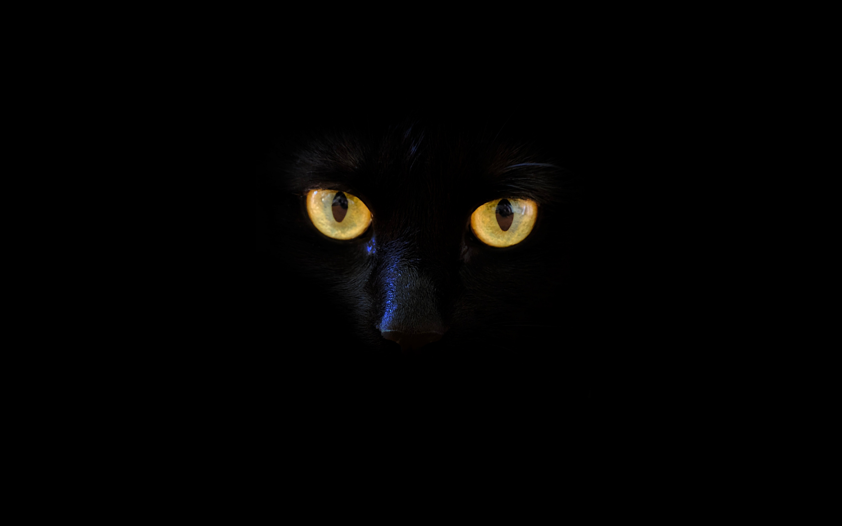 Black cat, yellow eyes, portrait, 2880x1800 wallpaper