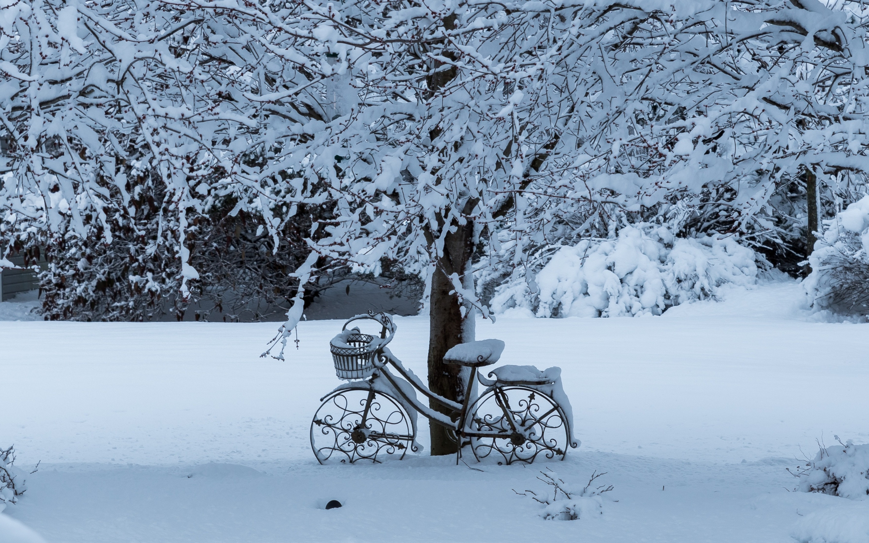 Winter, tree, bicycle, snowfall, 2880x1800 wallpaper