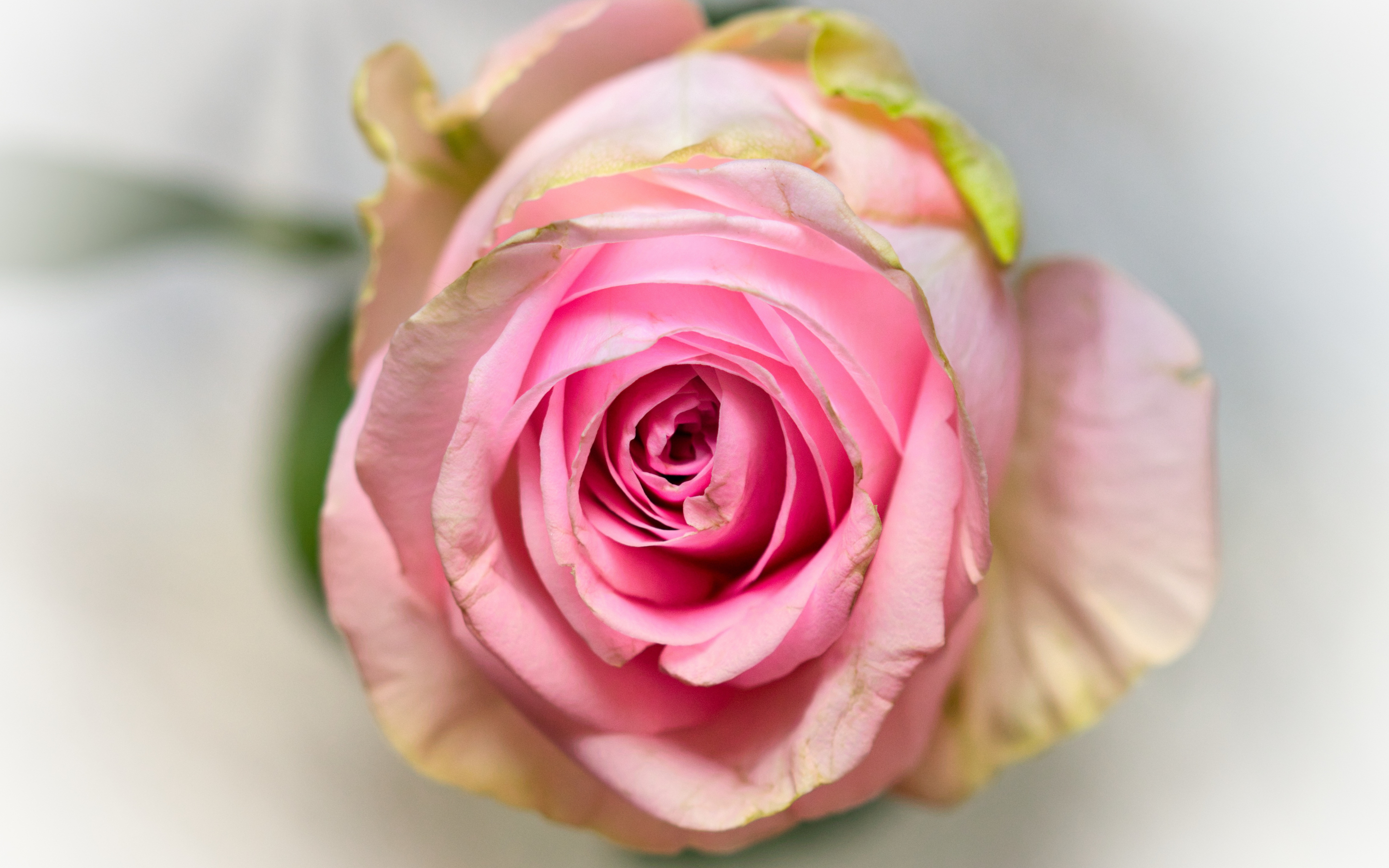 Pink rose, fresh, close up, 2880x1800 wallpaper