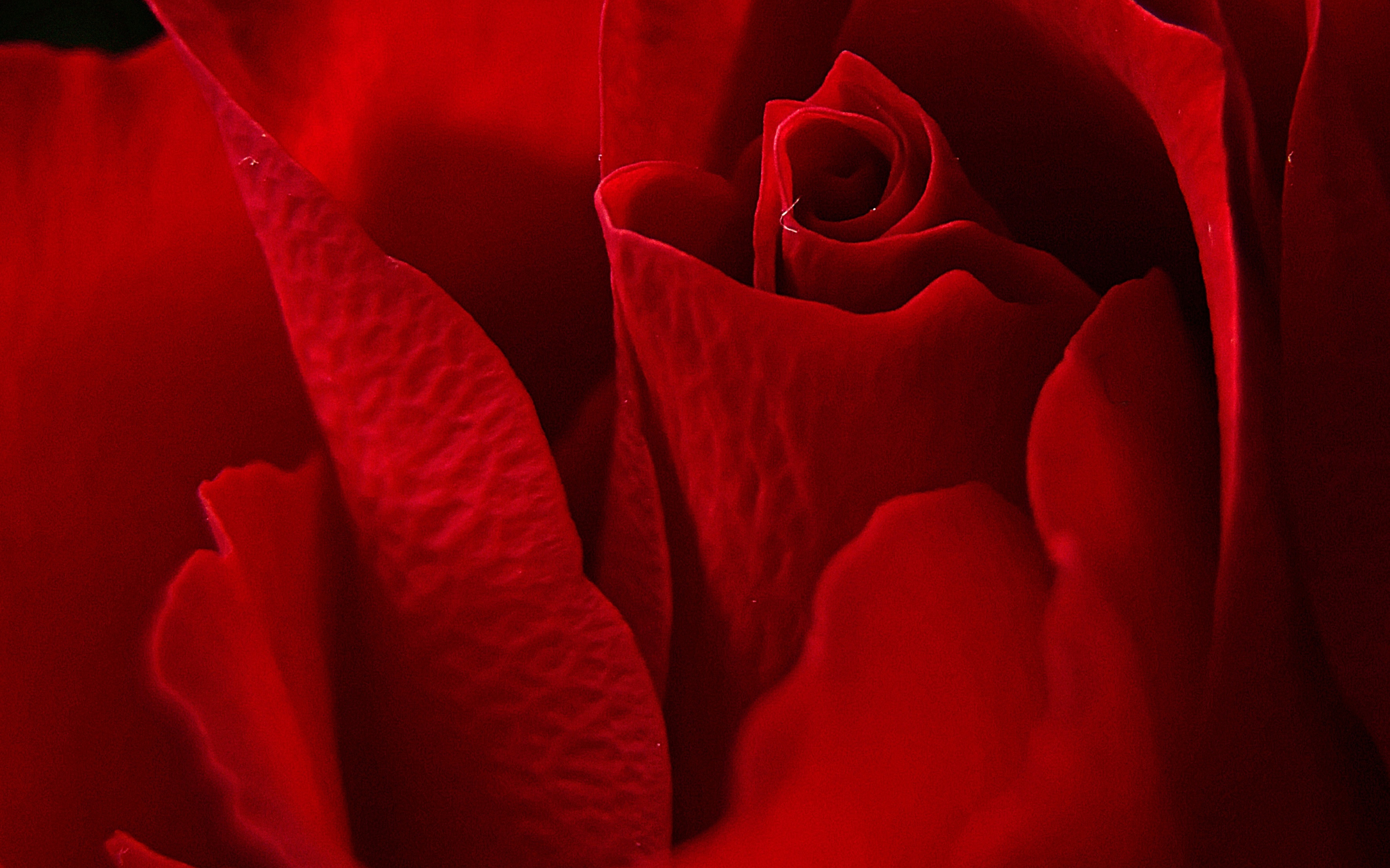 Petals, rose, close up, red, 2880x1800 wallpaper