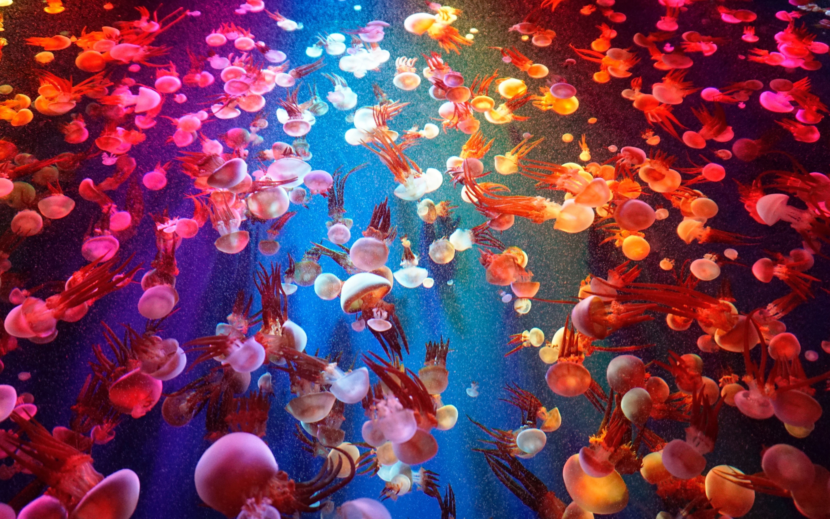 Animals, fishes, jellyfish, 2880x1800 wallpaper