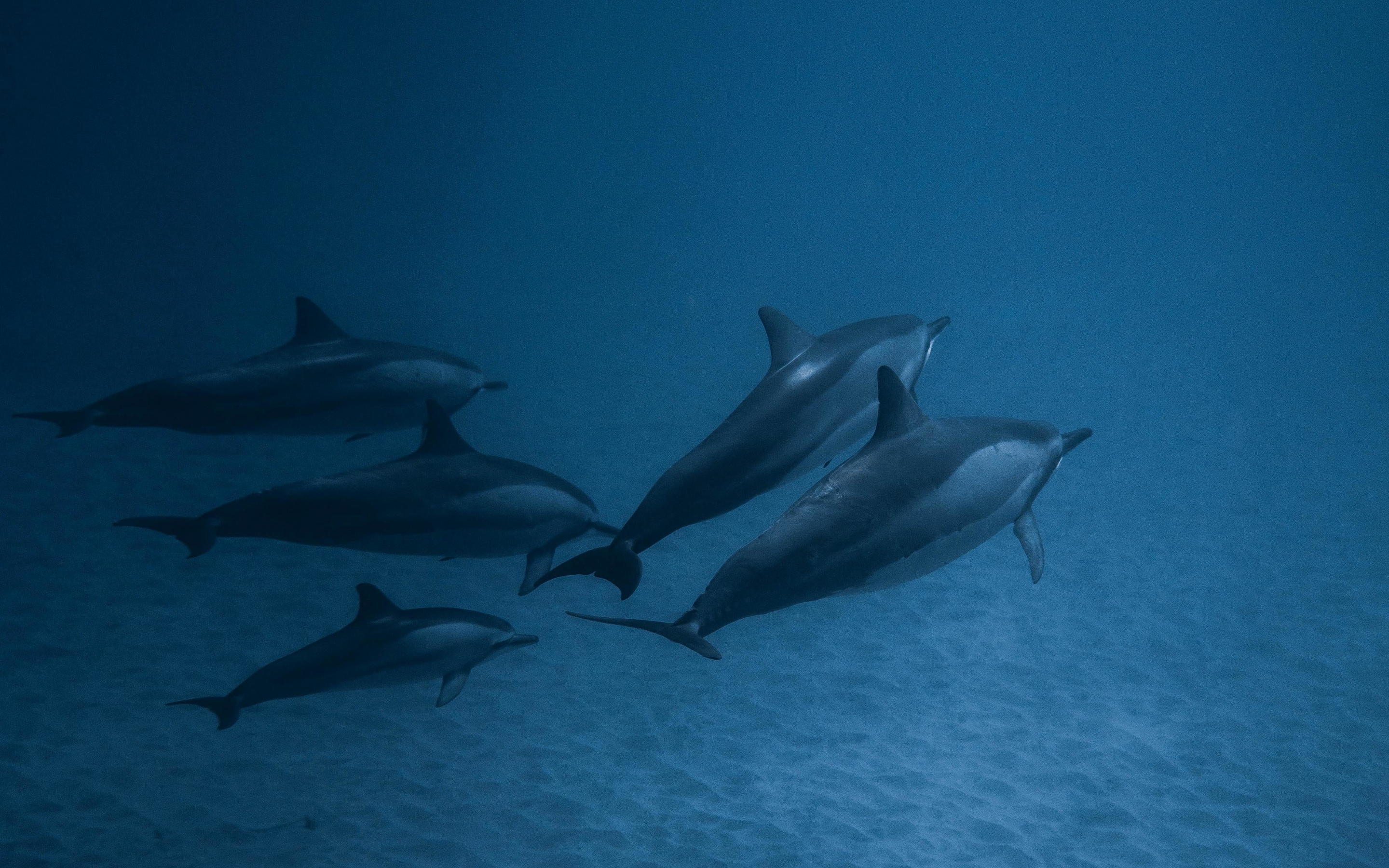 Dolphins, underwater, fish, 2880x1800 wallpaper