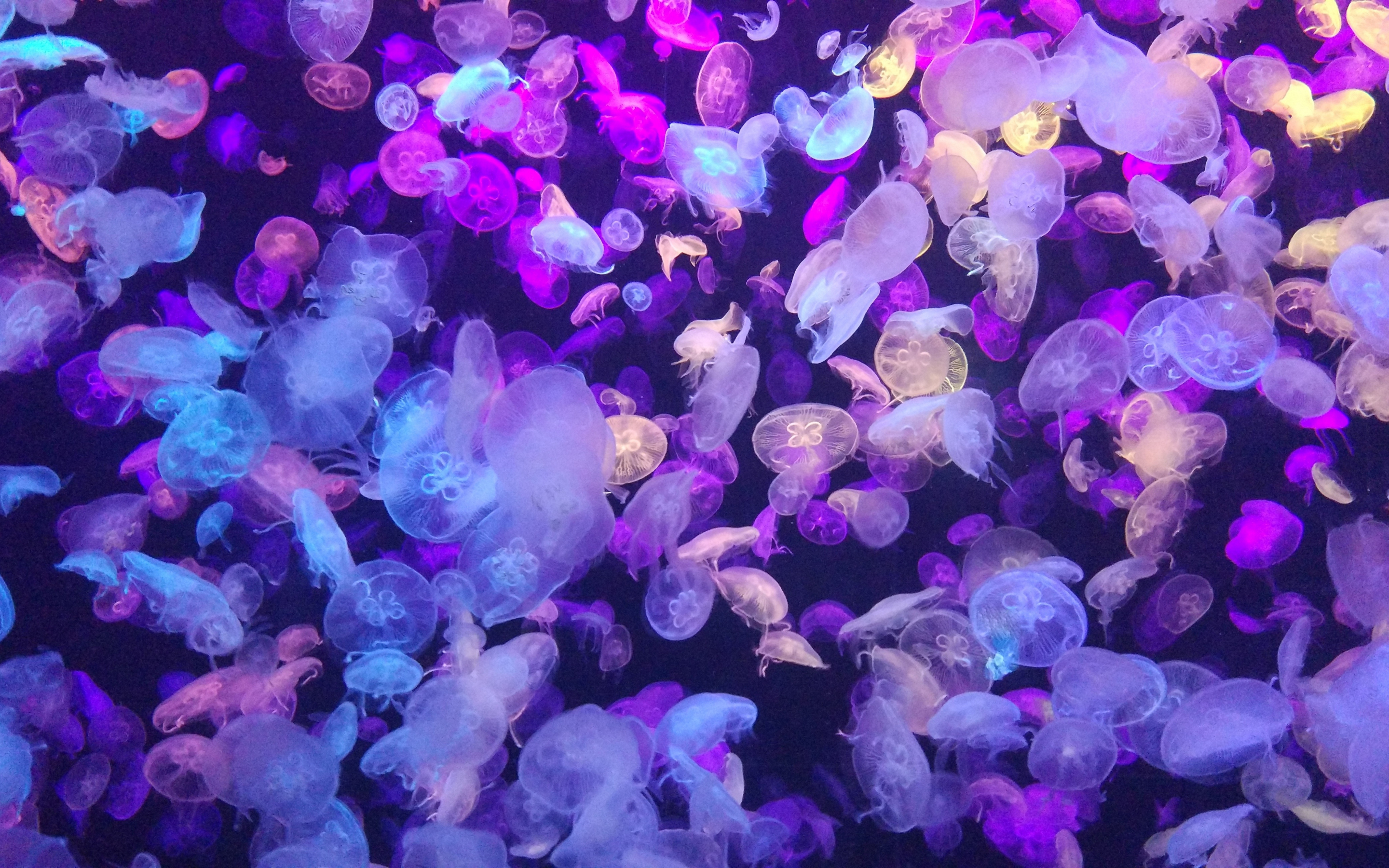 Colorful, jellyfishes, underwater, 2880x1800 wallpaper