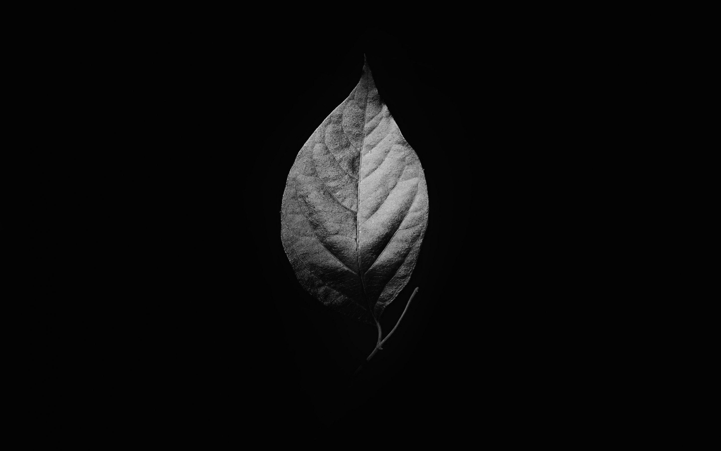 Leaf, monochrome, minimal, 2880x1800 wallpaper