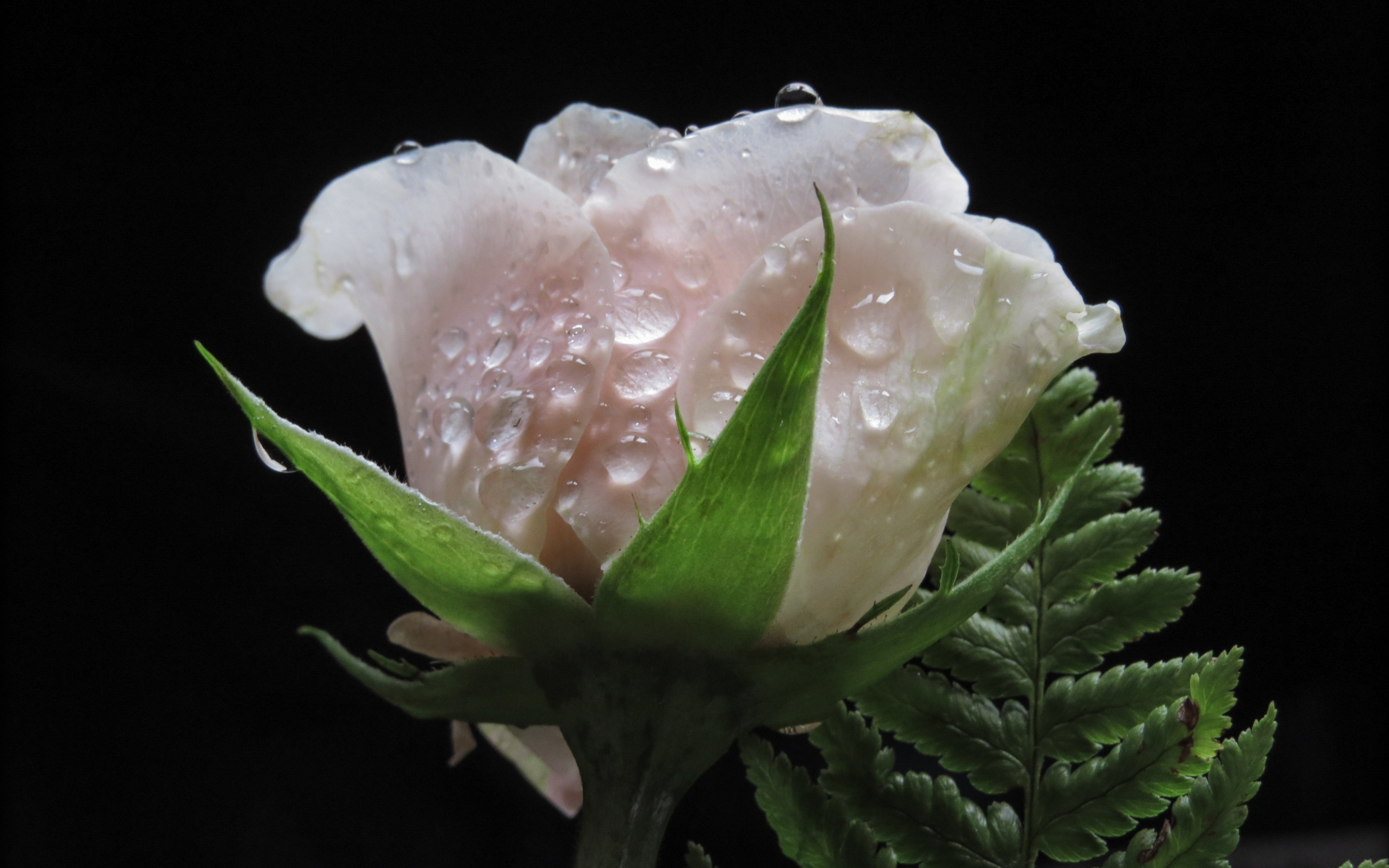 White rose, water drops, close up, 2880x1800 wallpaper