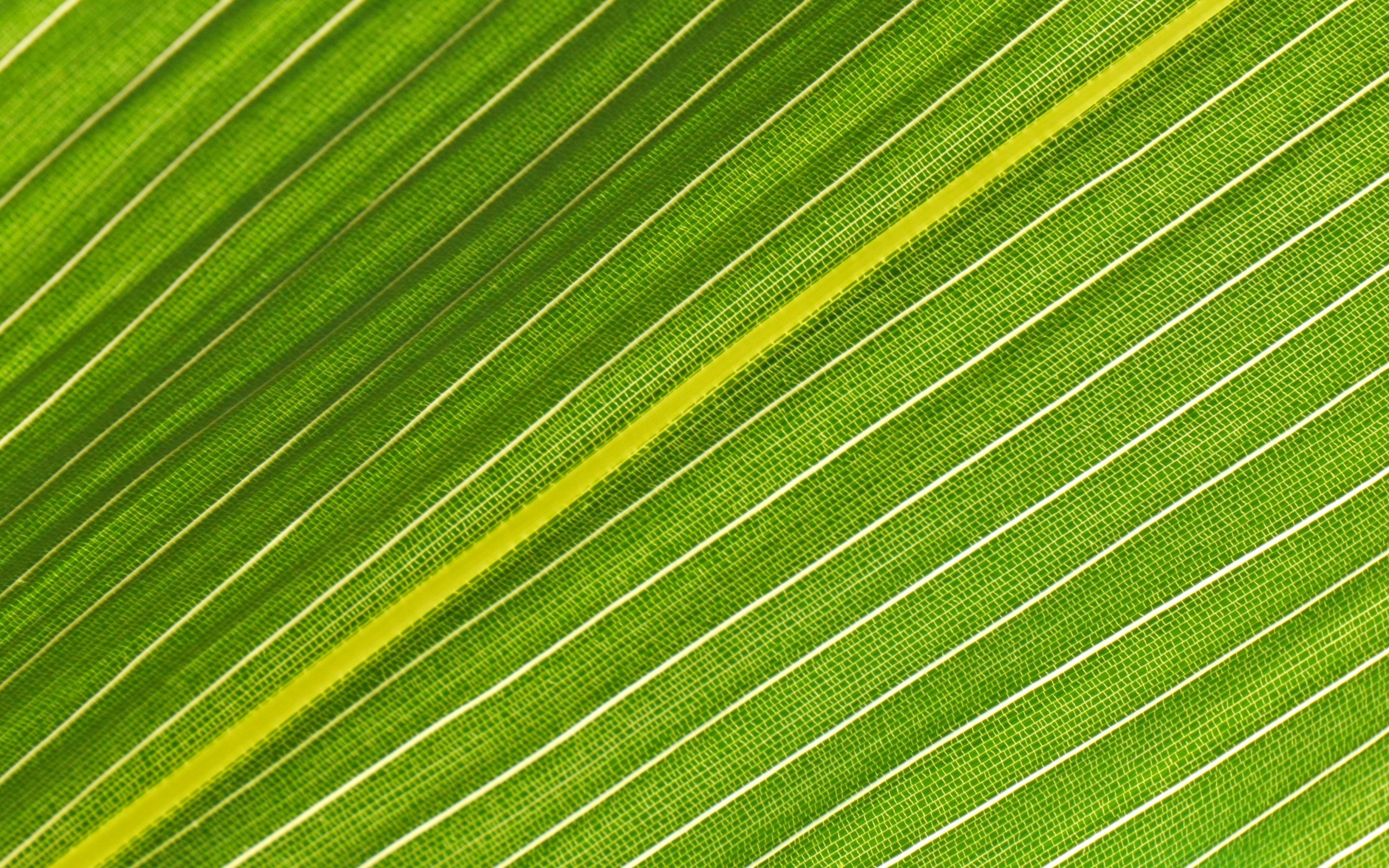 Veins of green leaf, close up, 2880x1800 wallpaper