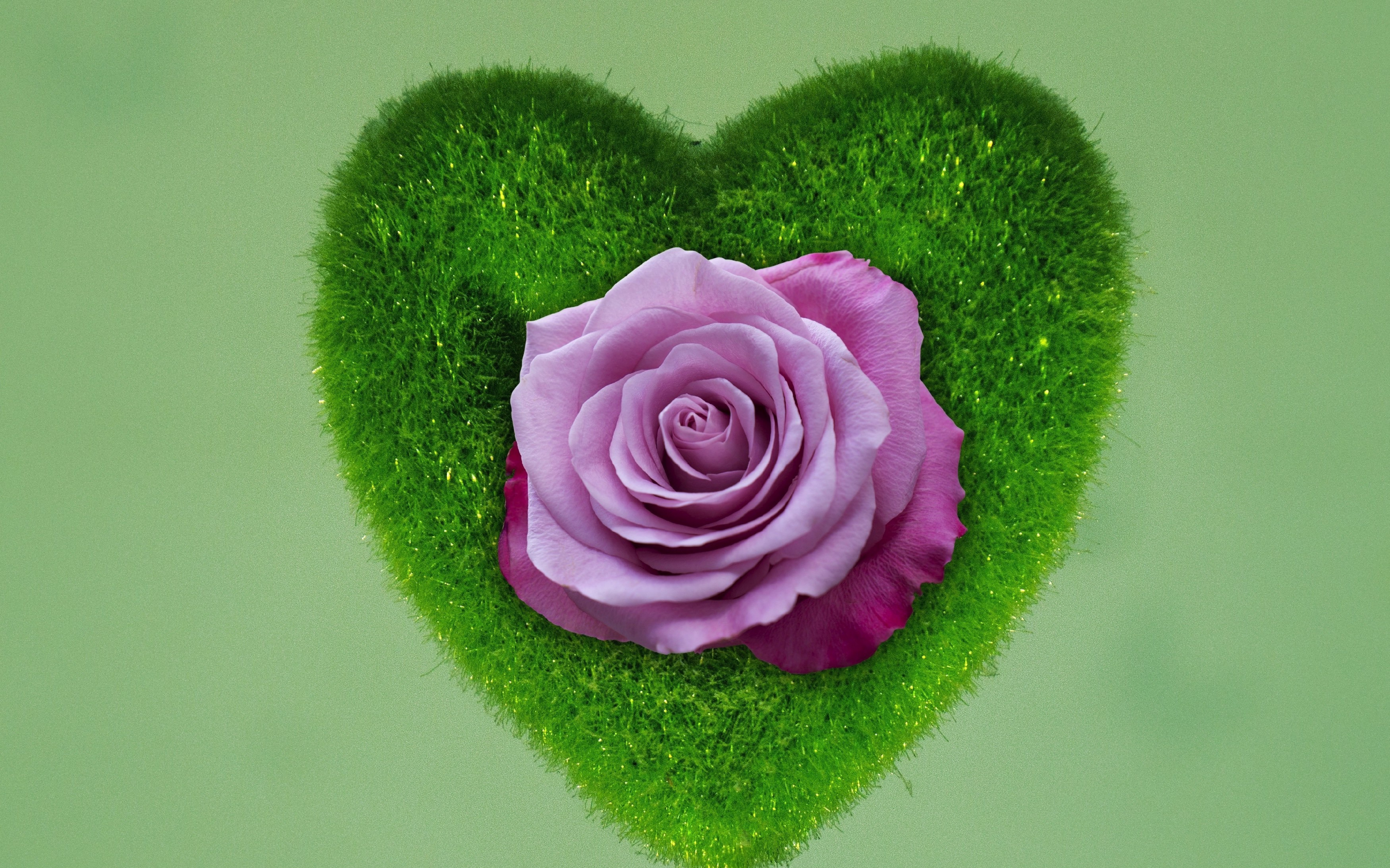 Heart, rose, grass, 2880x1800 wallpaper