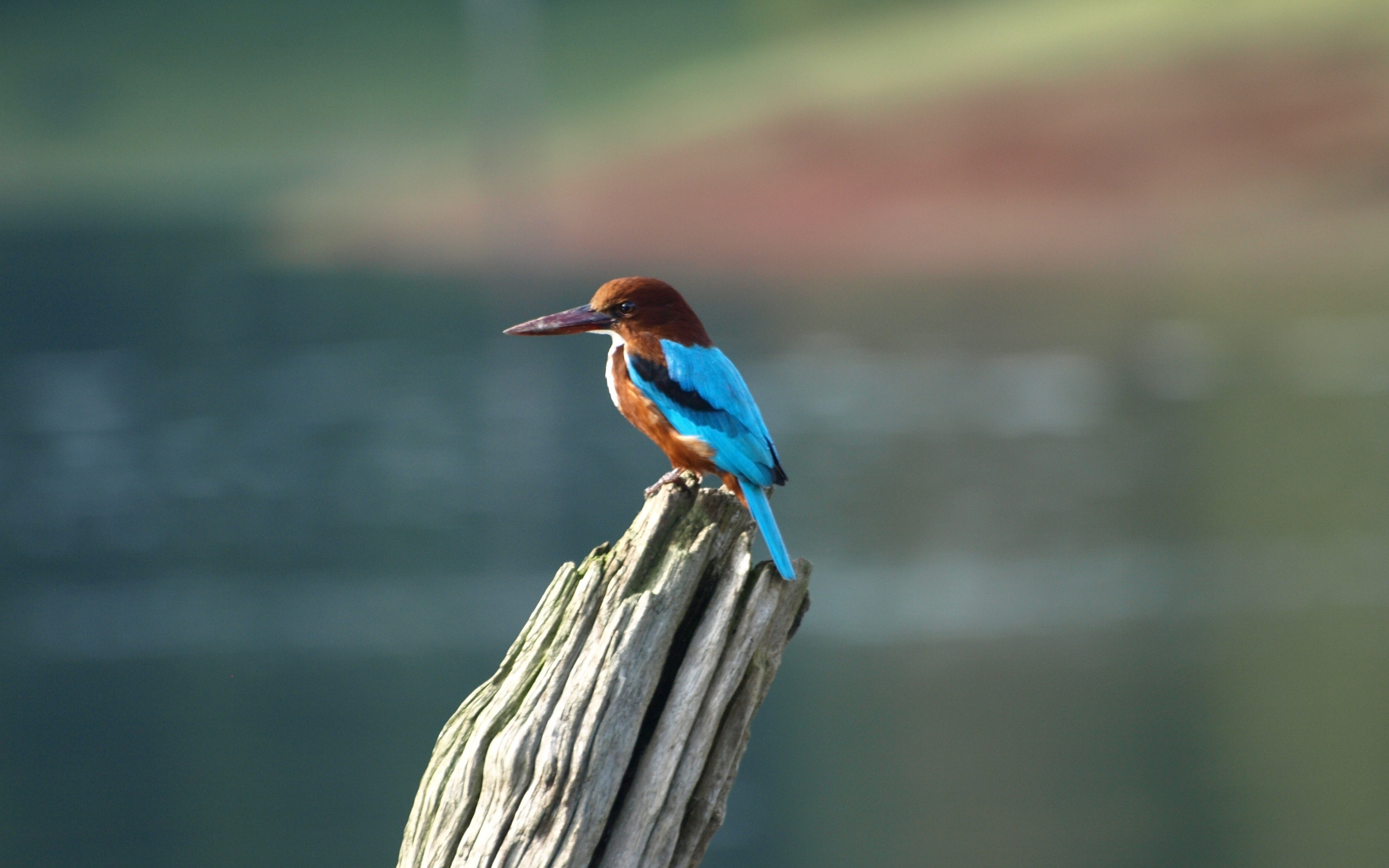 Bird, colorful, blur, kingfisher, 2880x1800 wallpaper