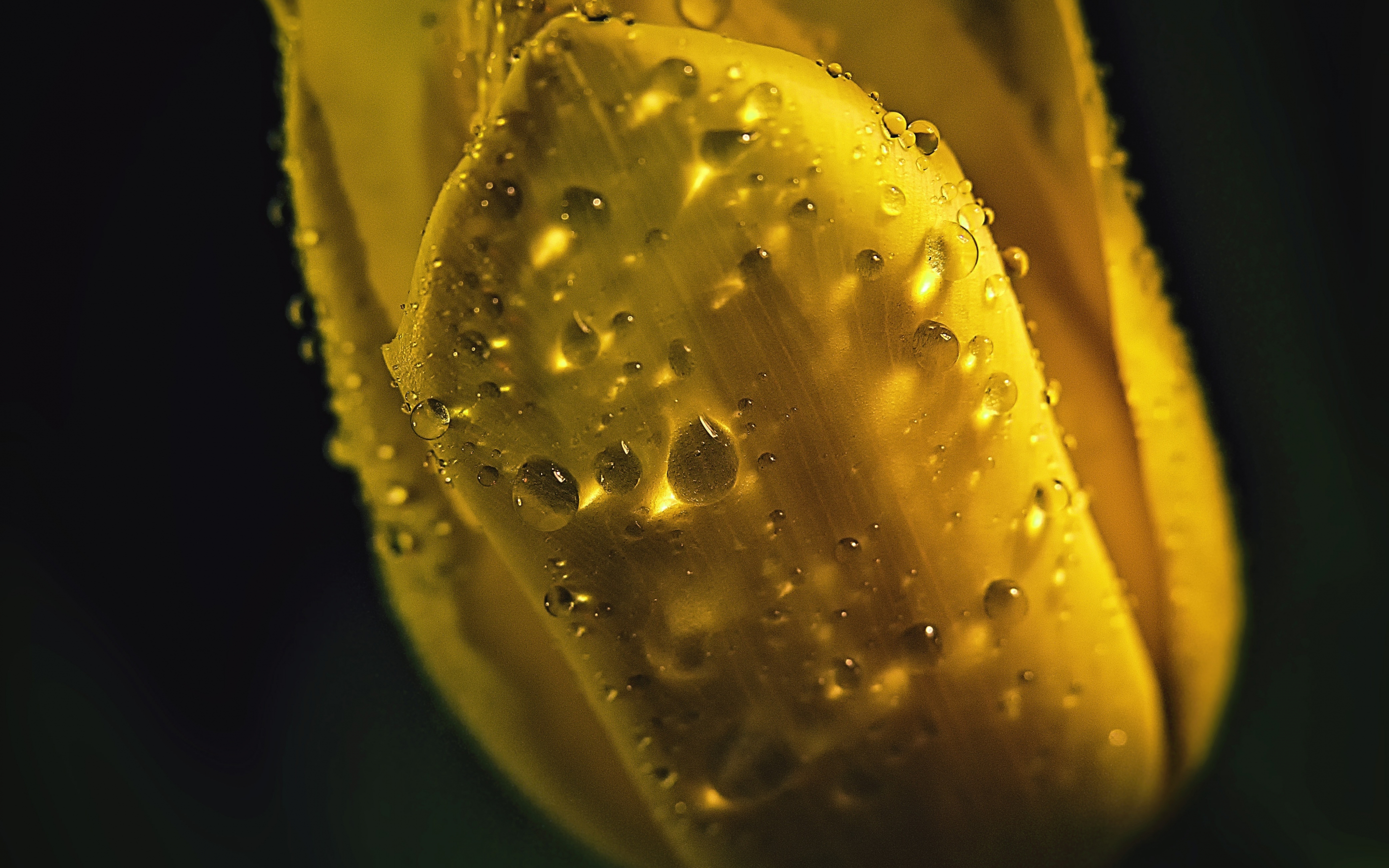 Portrait, yellow tulip, drops, 2880x1800 wallpaper