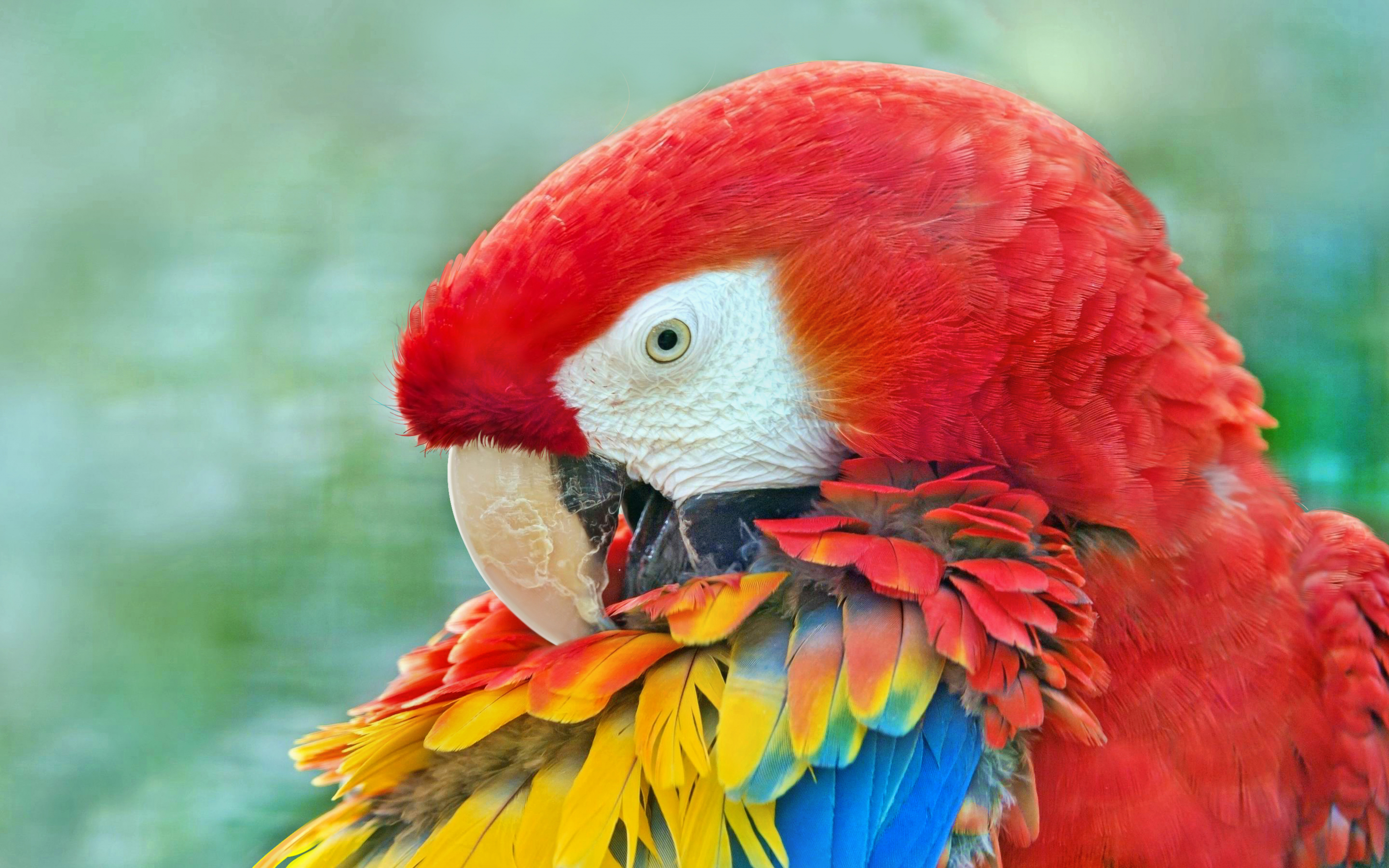 Close up, macaw, bird, muzzle, 2880x1800 wallpaper