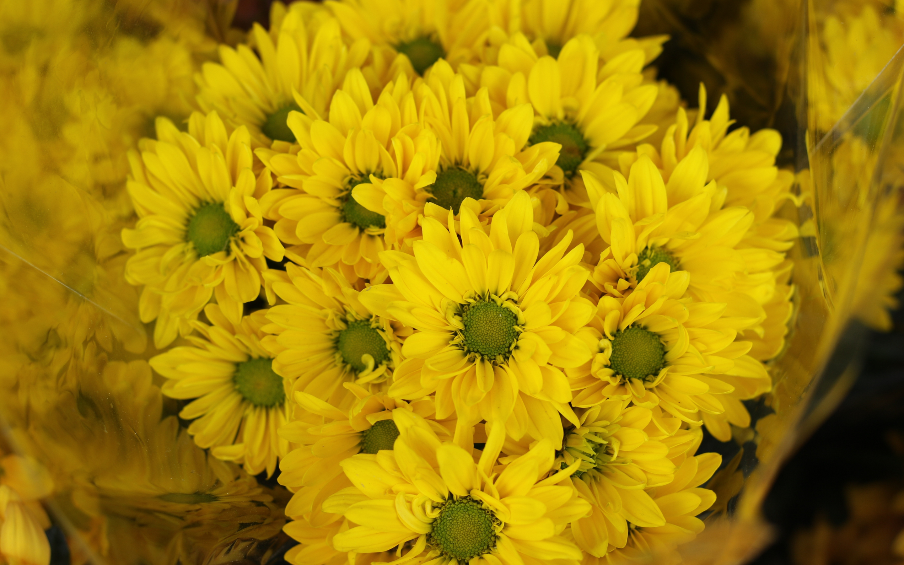 Yellow flowers, Gerbera, basket, bloom, 2880x1800 wallpaper