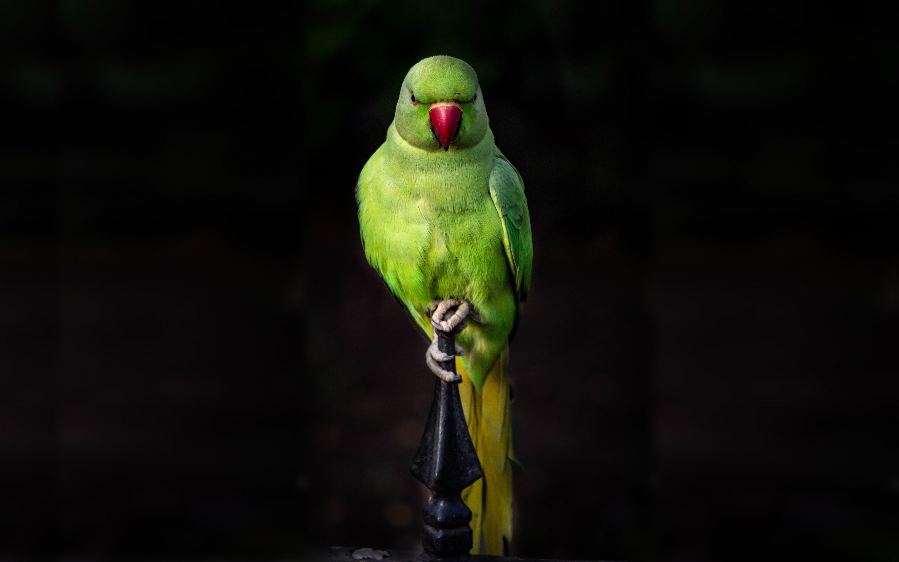 Parrot, green, bird, sit, portrait, 2880x1800 wallpaper
