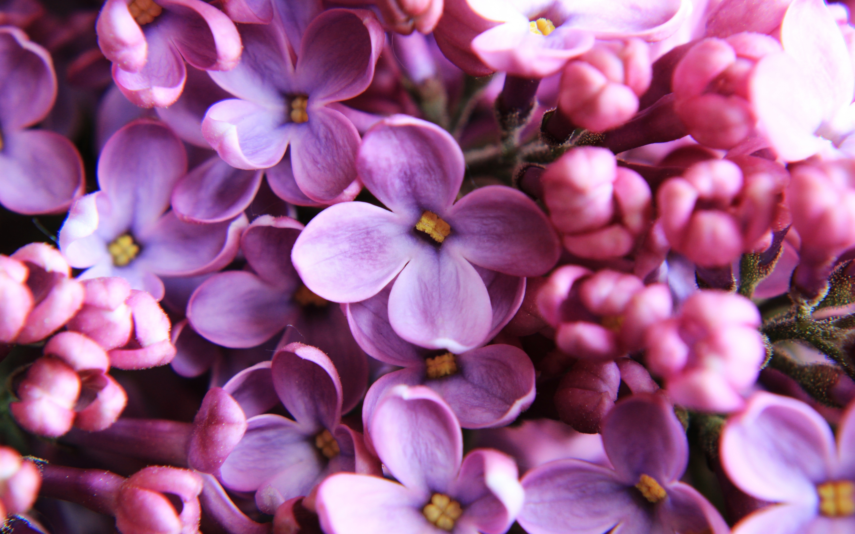 Lilac, pink, close up, 2880x1800 wallpaper