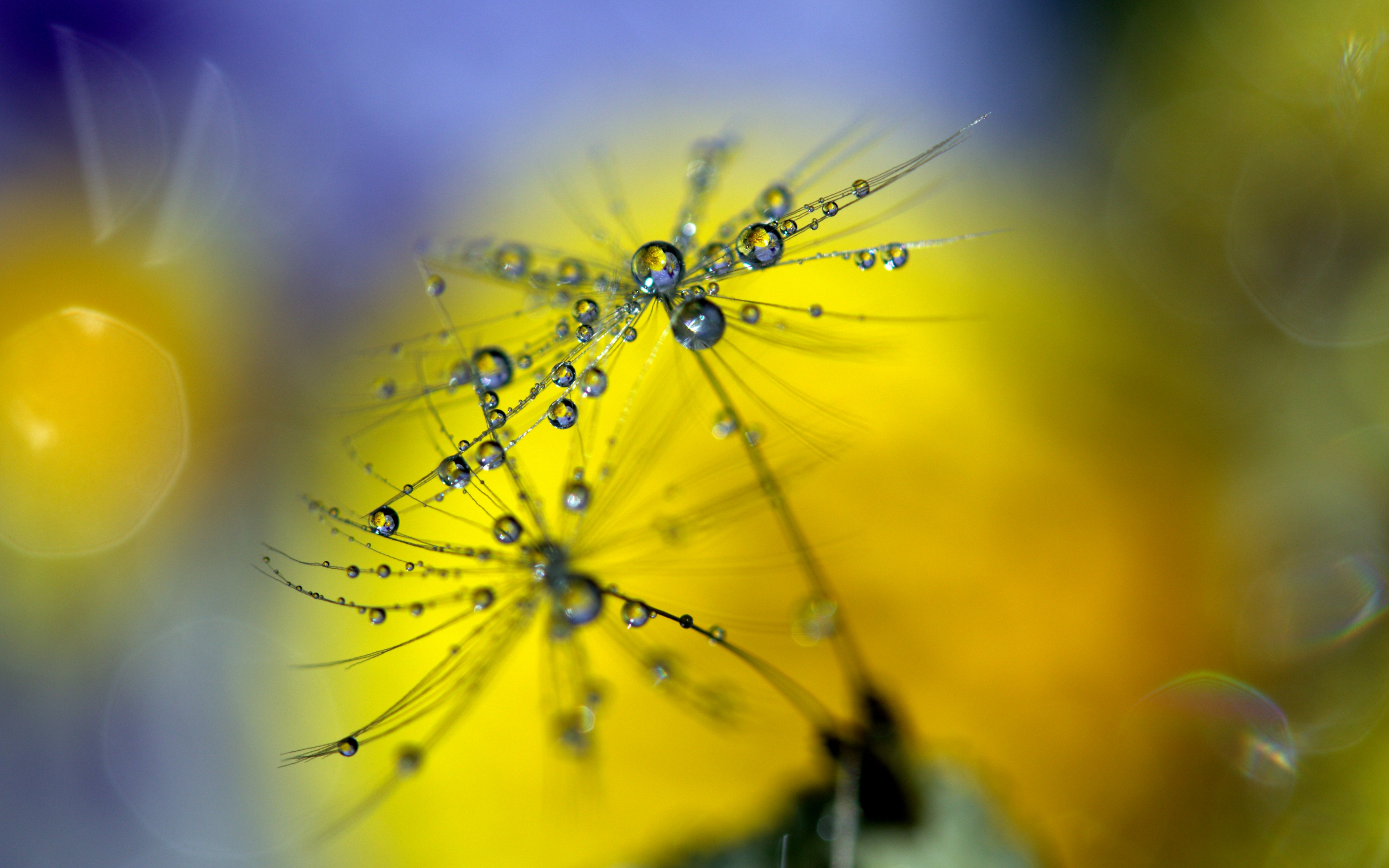 Dandelion, water drops, close up, blur, 2880x1800 wallpaper