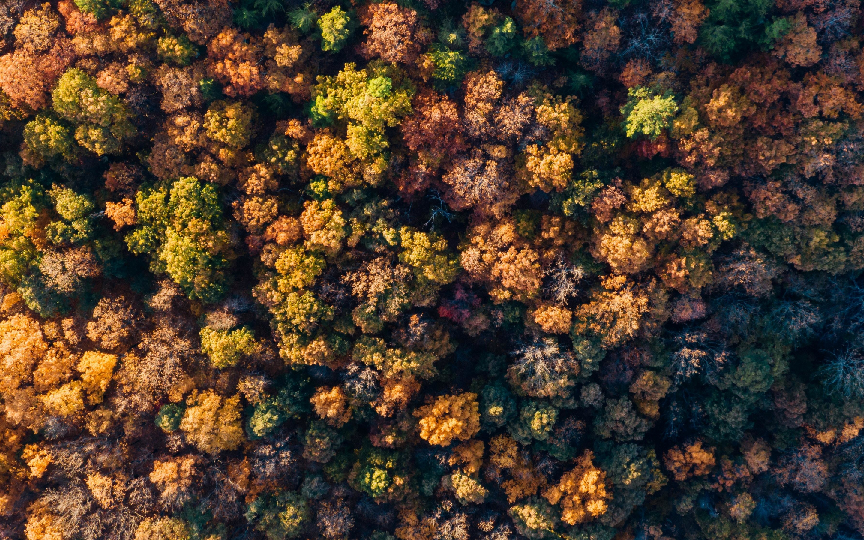 Fall, autumn, aerial view, trees, nature, 2880x1800 wallpaper