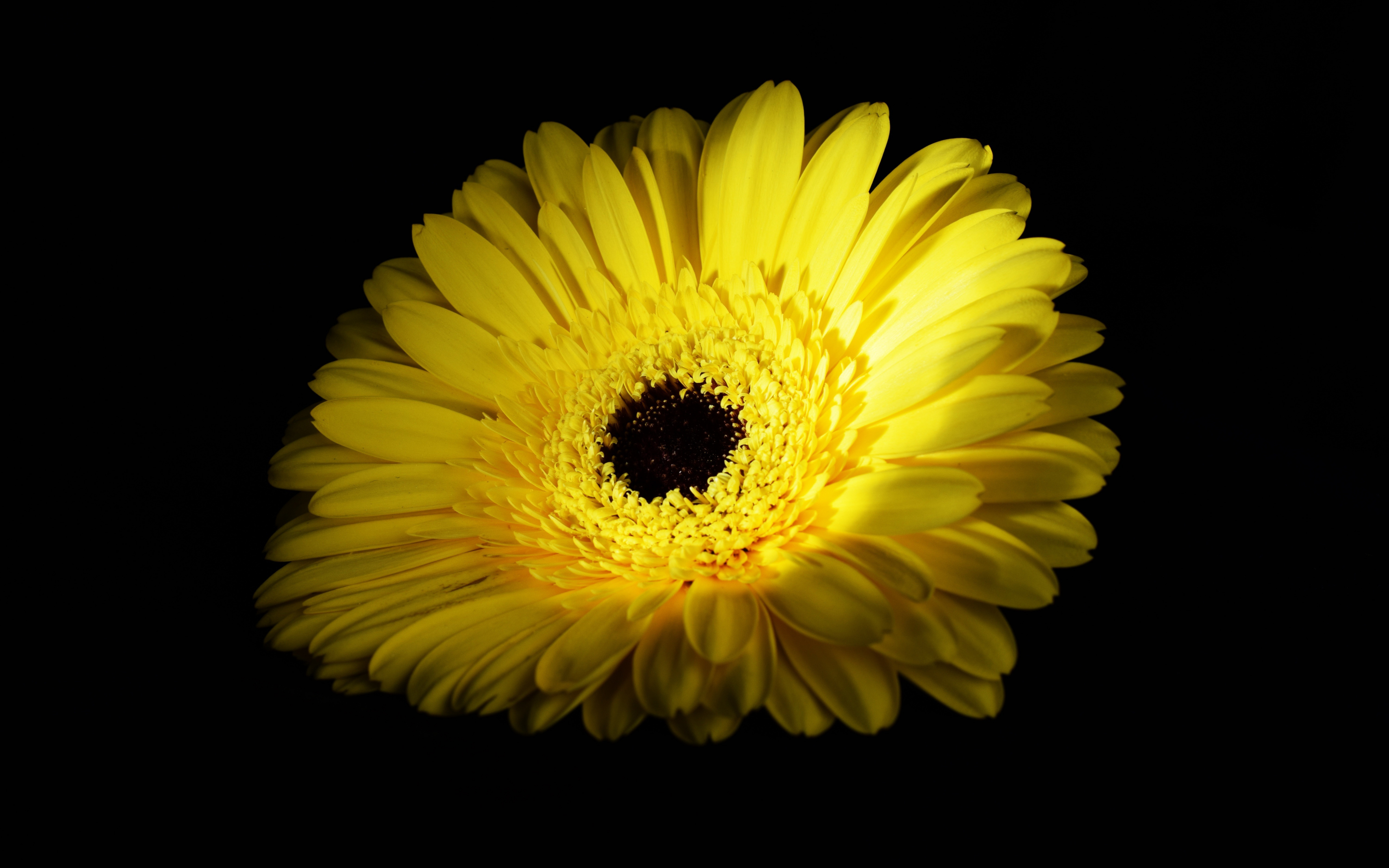 Yellow flower, Gerbera, close up, 2880x1800 wallpaper