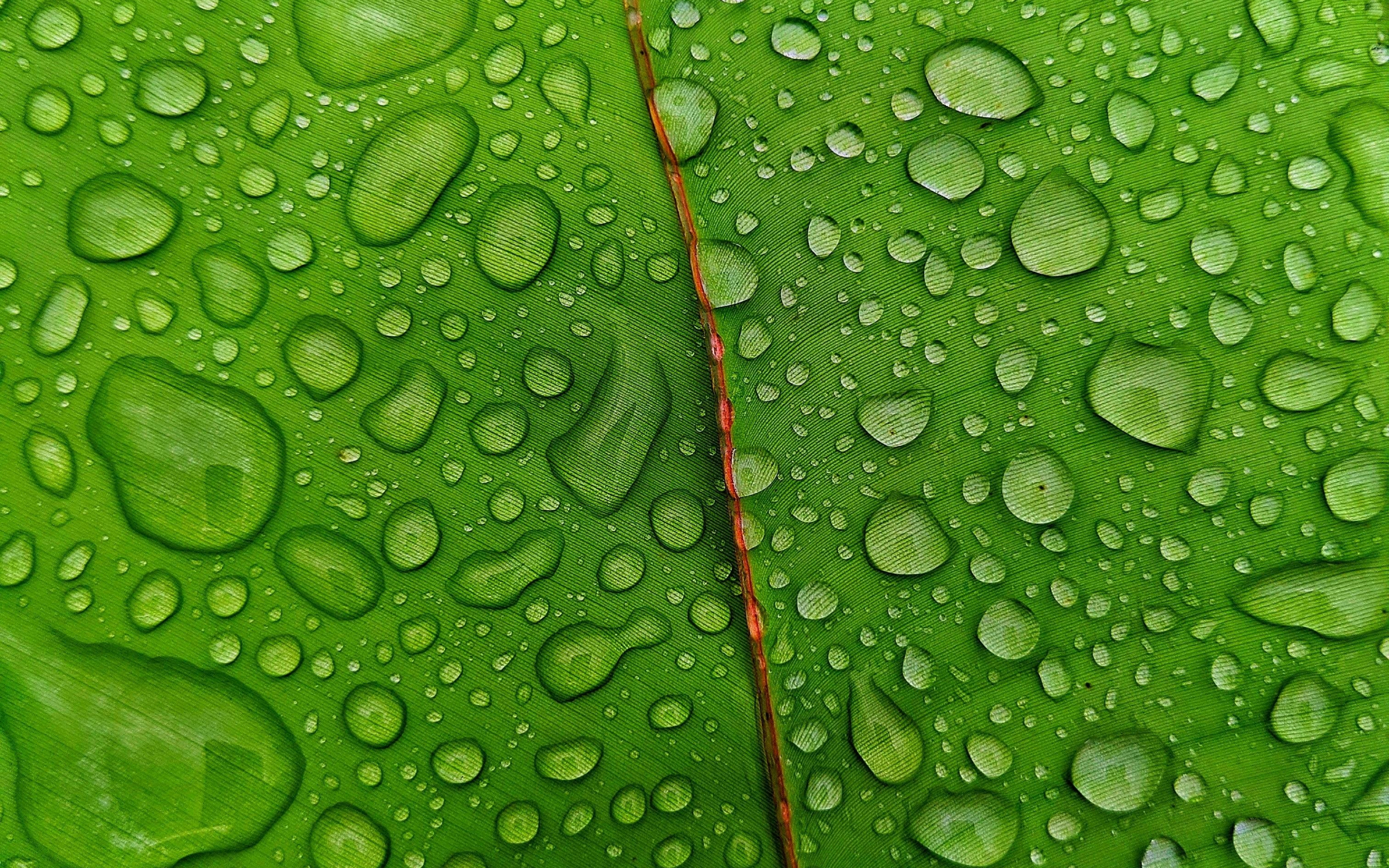 Droplets, green leaf, 2880x1800 wallpaper