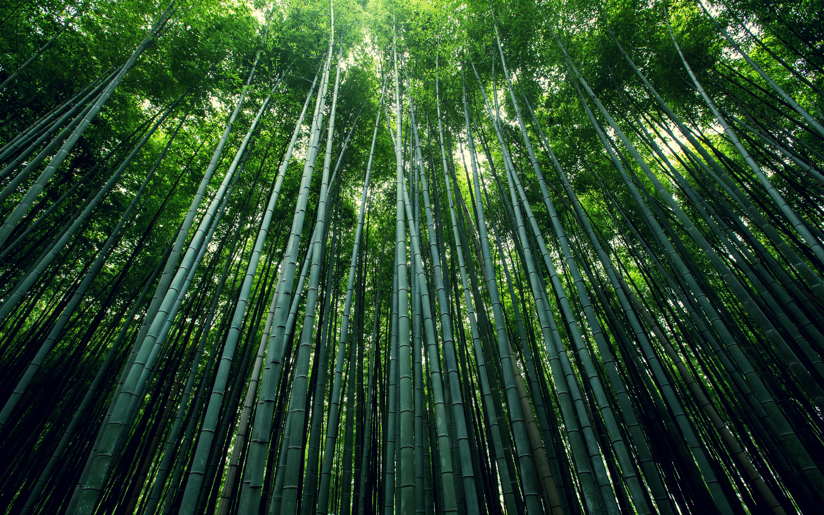 Bamboo tress, green, nature, 2880x1800 wallpaper