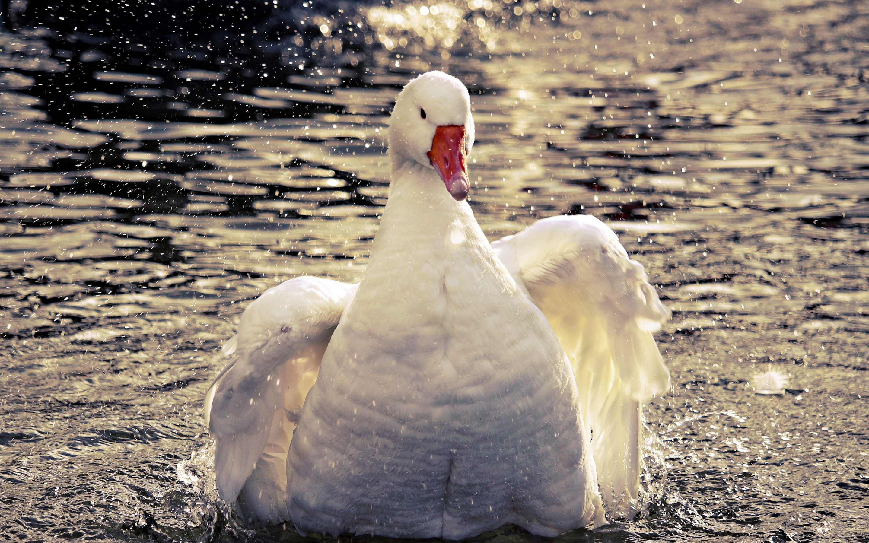 Goose, swim, white bird, 2880x1800 wallpaper