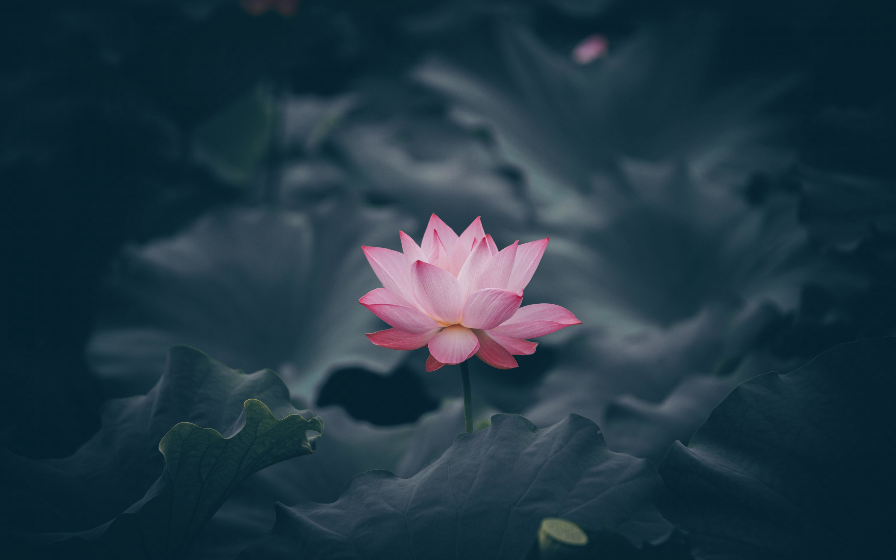 Pink lotus, flower, bloom, 2880x1800 wallpaper