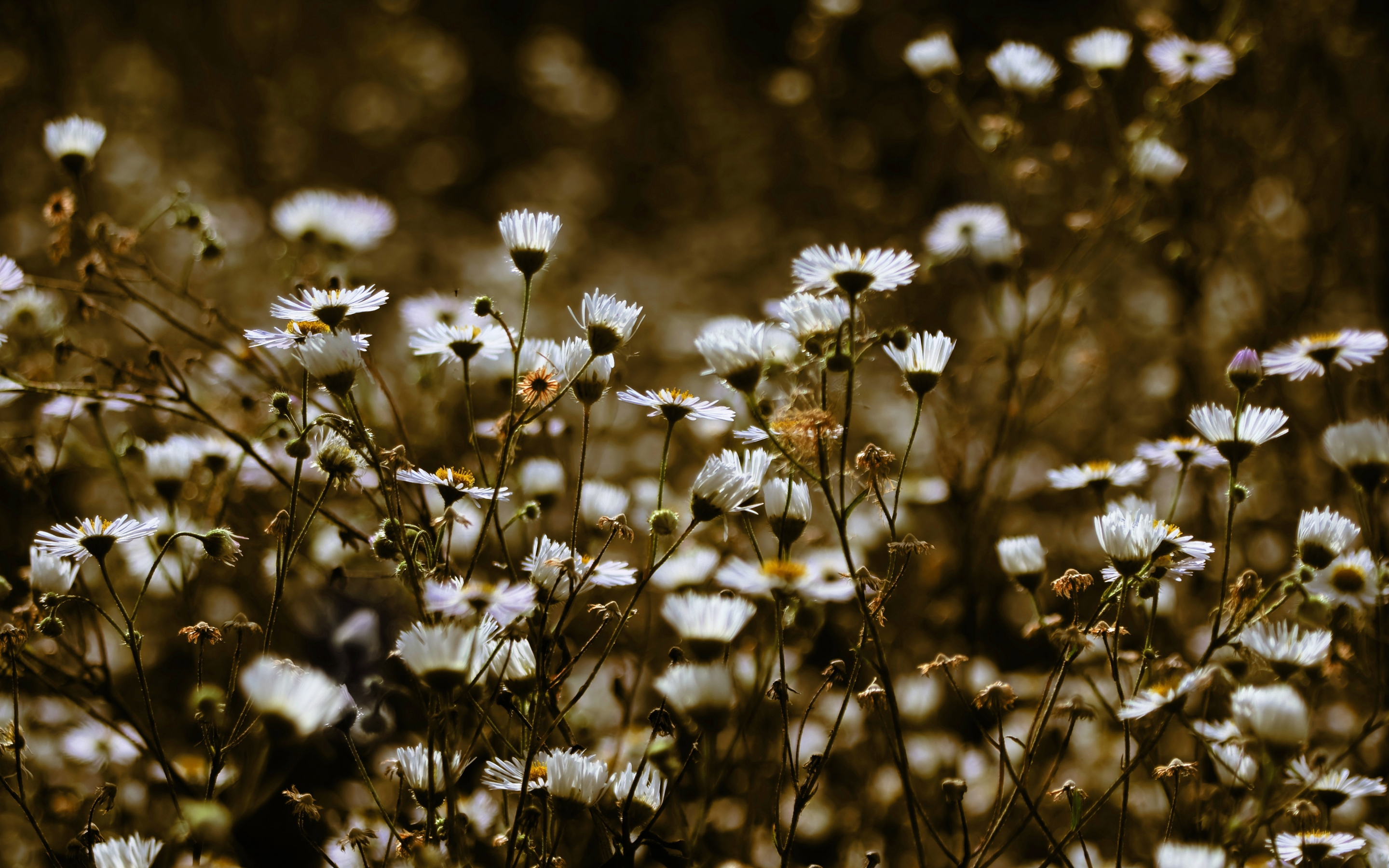 Meadow, plants, white flowers, spring, 2880x1800 wallpaper