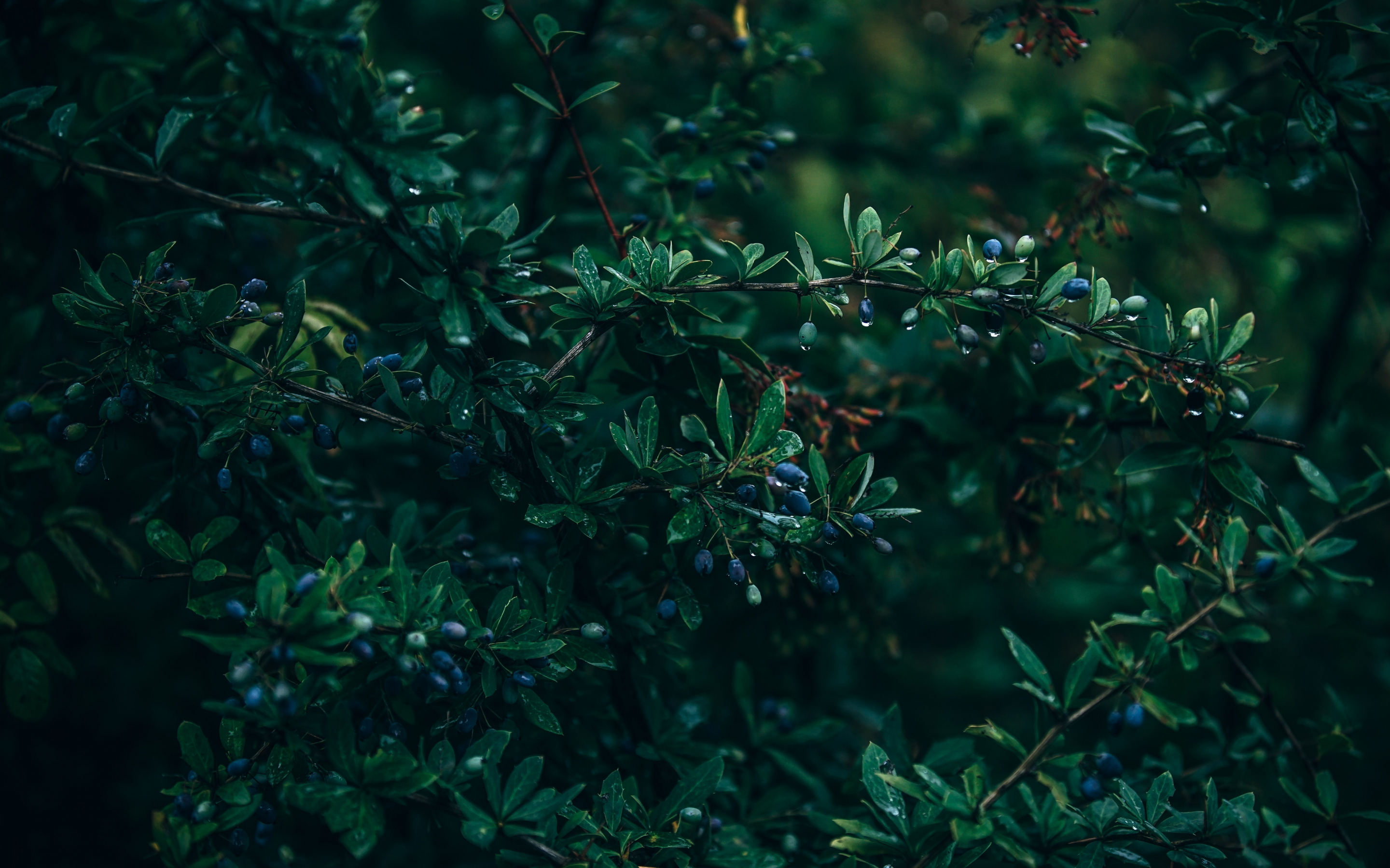 Drops, leaves, branch, blueberry, 2880x1800 wallpaper