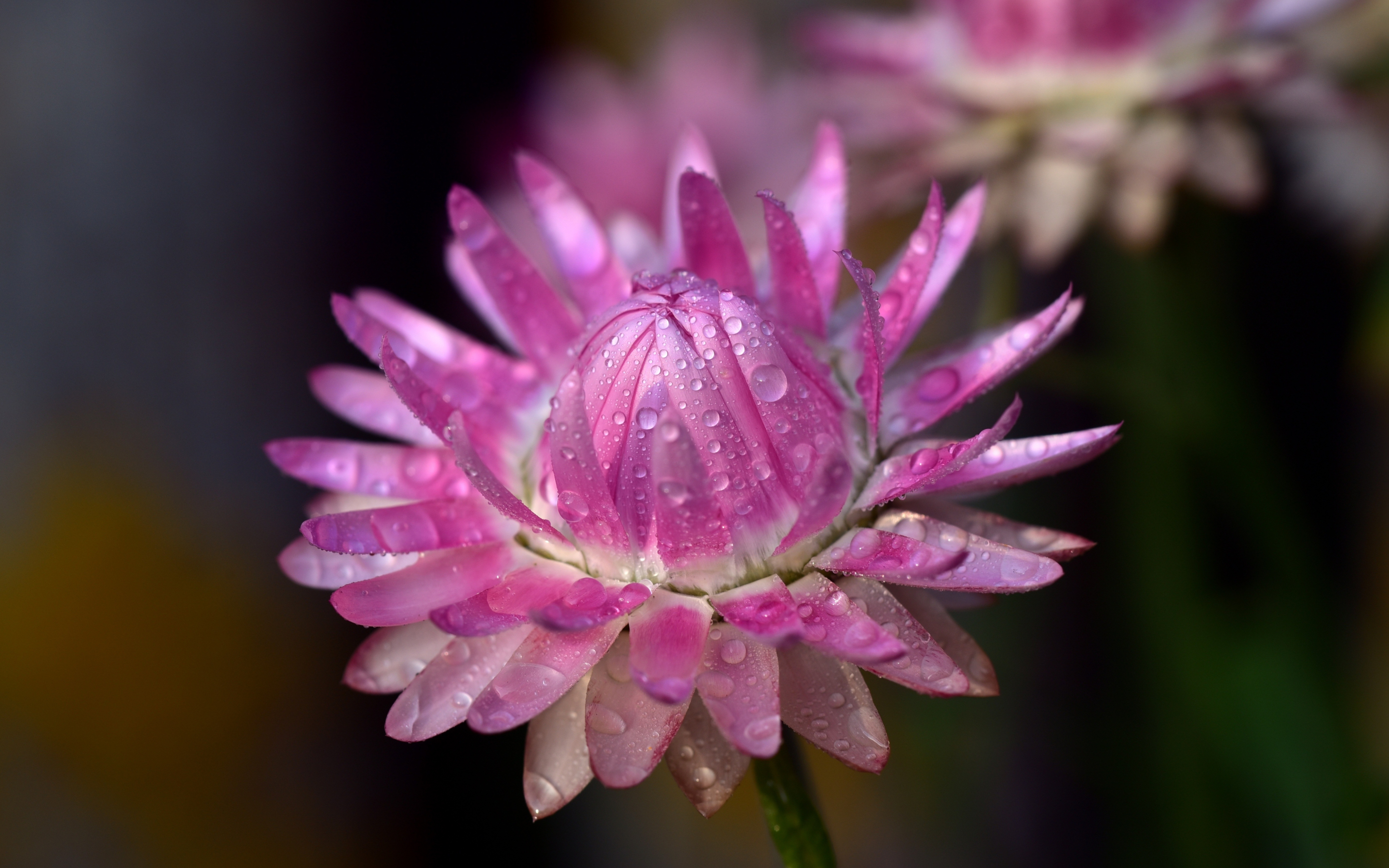 Bloom, pink flower, drops, close up, 2880x1800 wallpaper