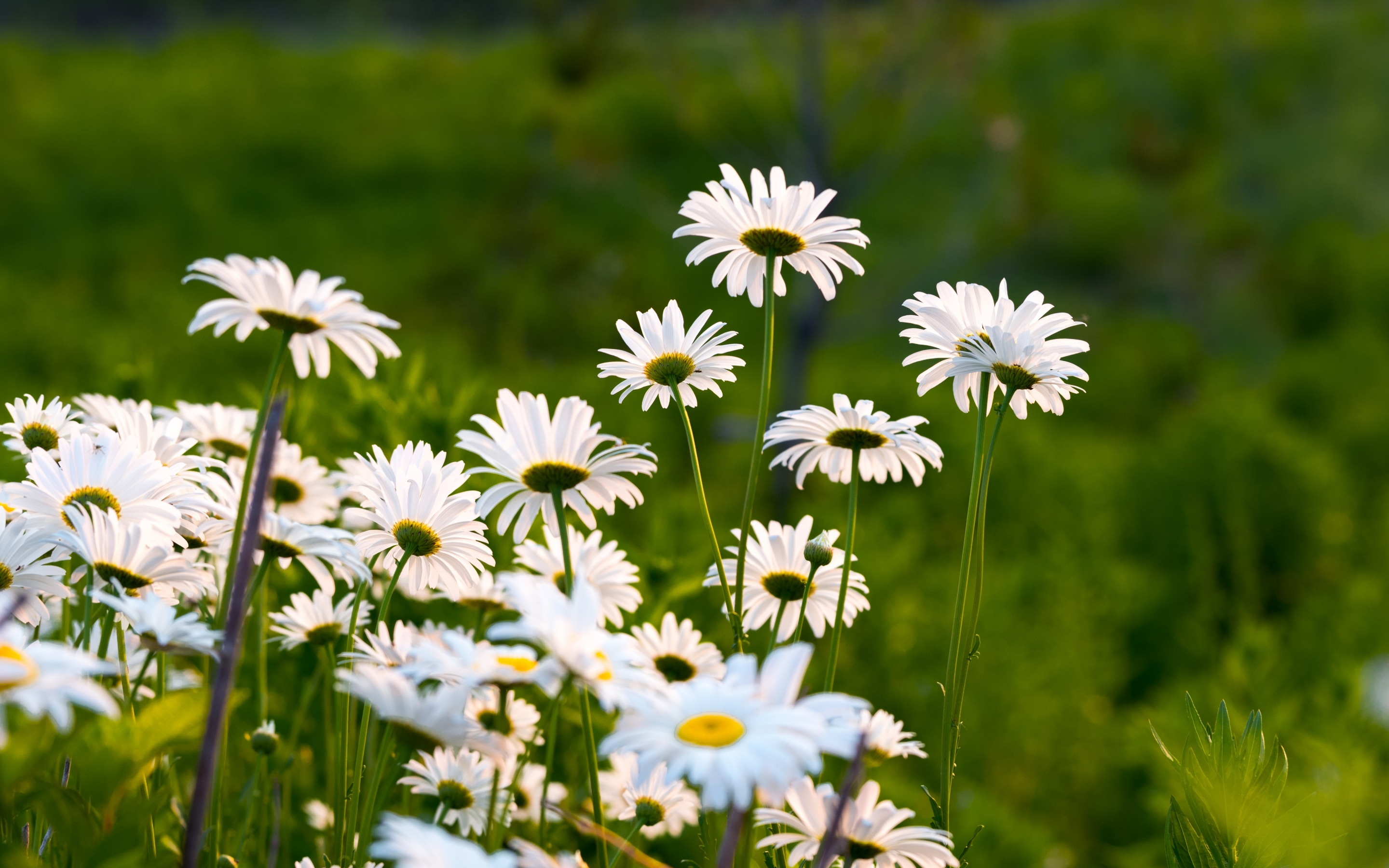 Garden, white daisy, plants and flowers, spring, 2880x1800 wallpaper
