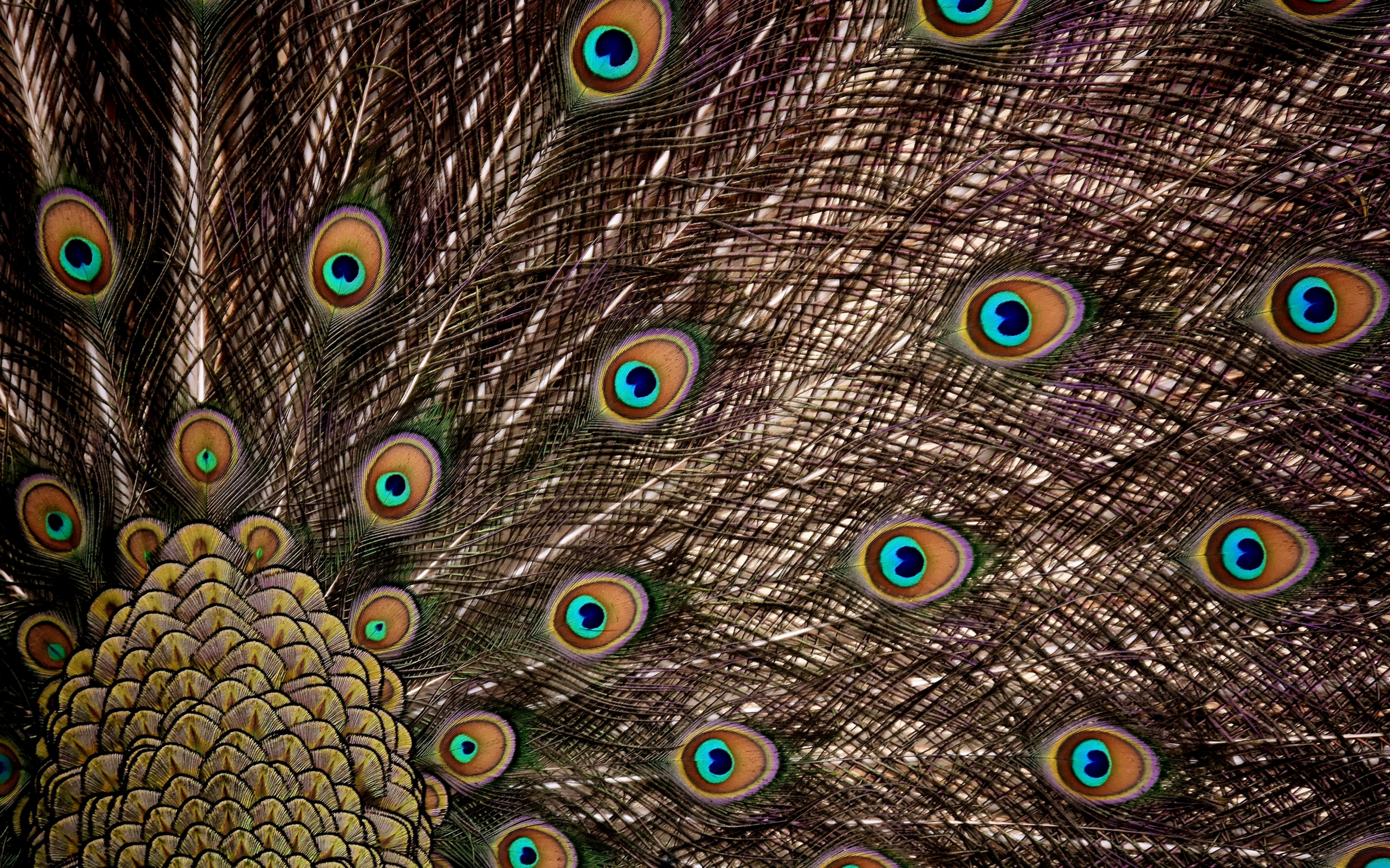 Peacock, feathers, dance, plumage, 2880x1800 wallpaper