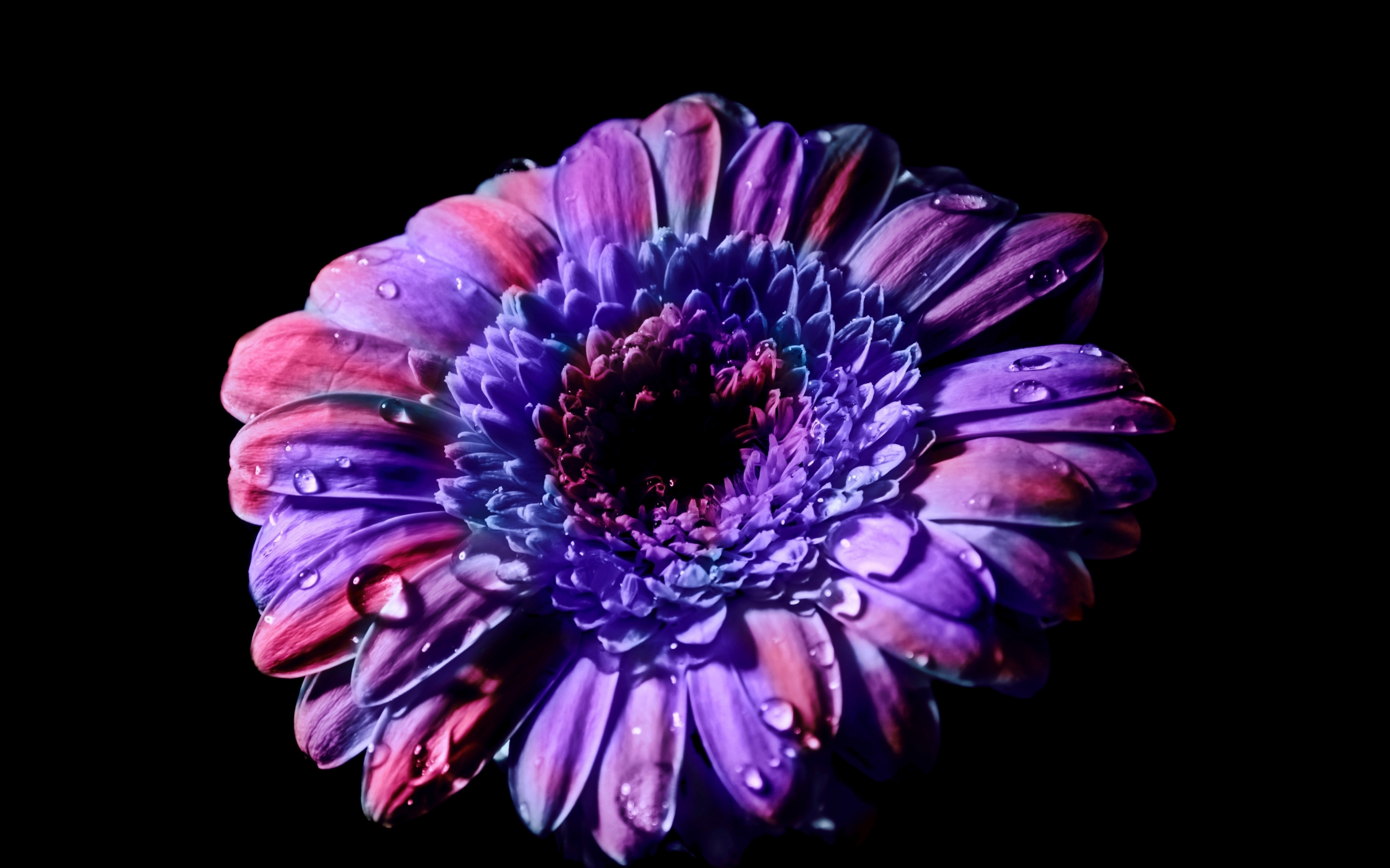 Gerbera, Daisy flower, close up, purple flower, 2880x1800 wallpaper