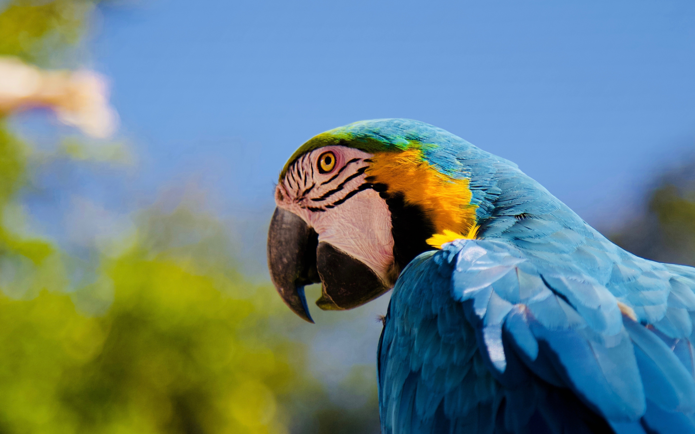 Parrot, macaw, muzzle, 2880x1800 wallpaper
