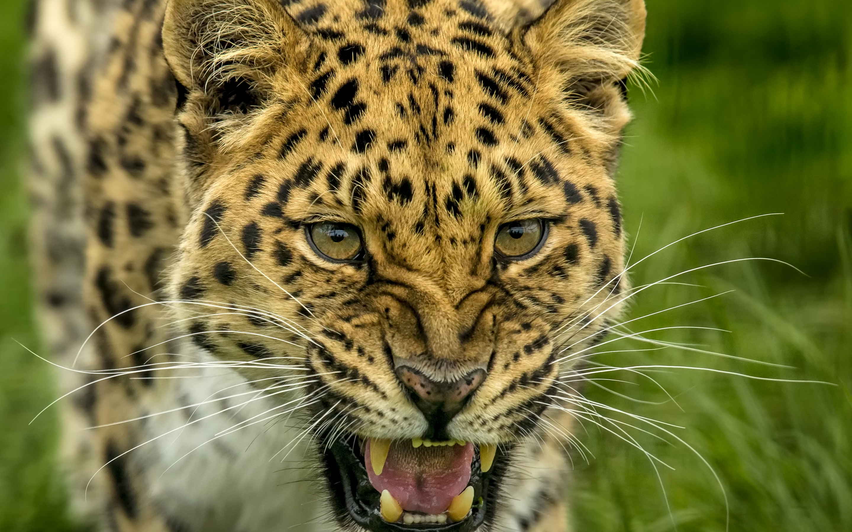 Roar, angry predator, leopard, muzzle, 2880x1800 wallpaper
