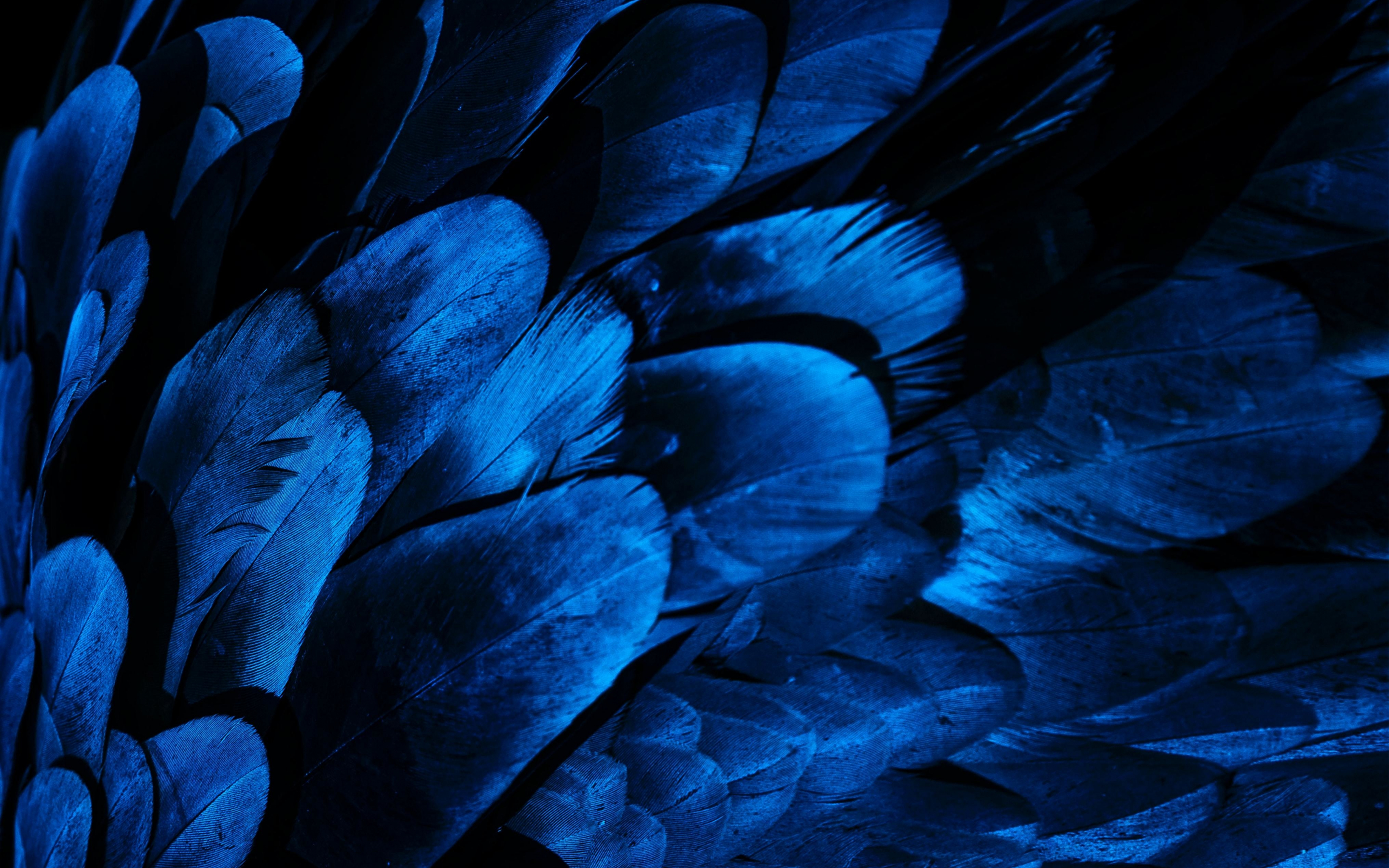 Feathers, bird wing, blue feathers, close up, 2880x1800 wallpaper