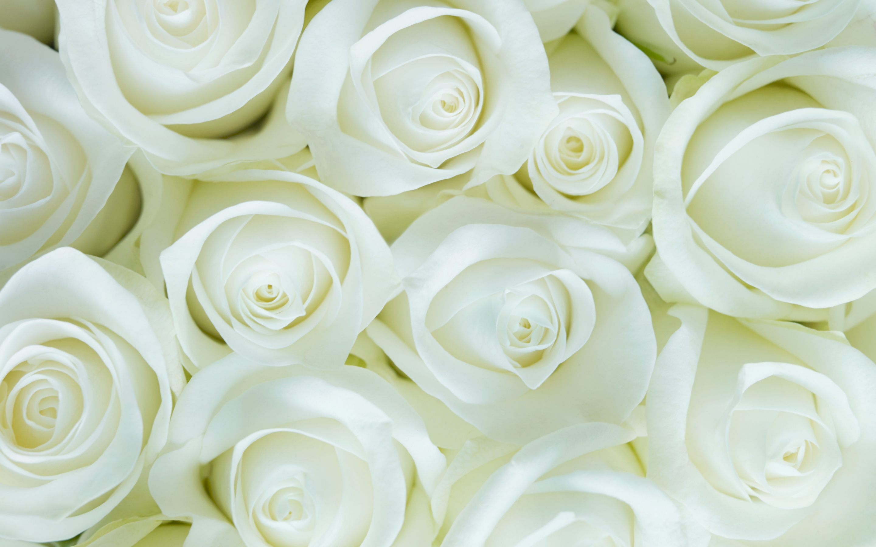 White roses, decorations, flowers, 2880x1800 wallpaper