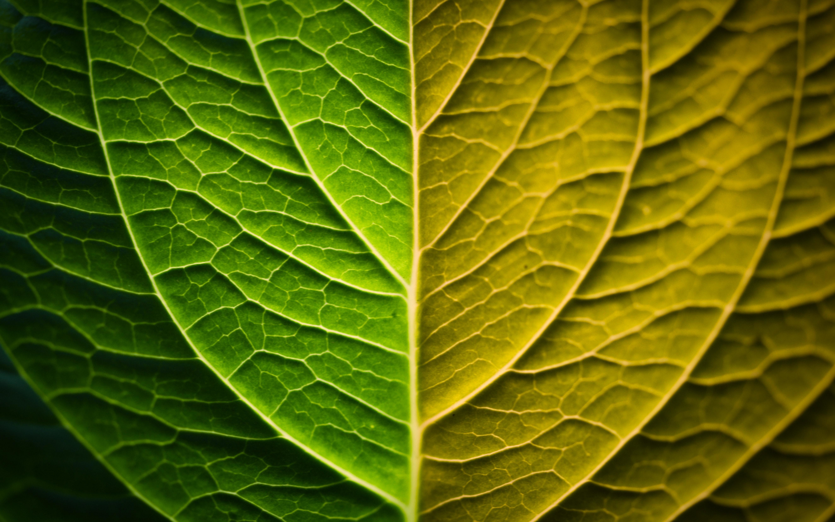 Bright, leaf, veins, close up, 2880x1800 wallpaper