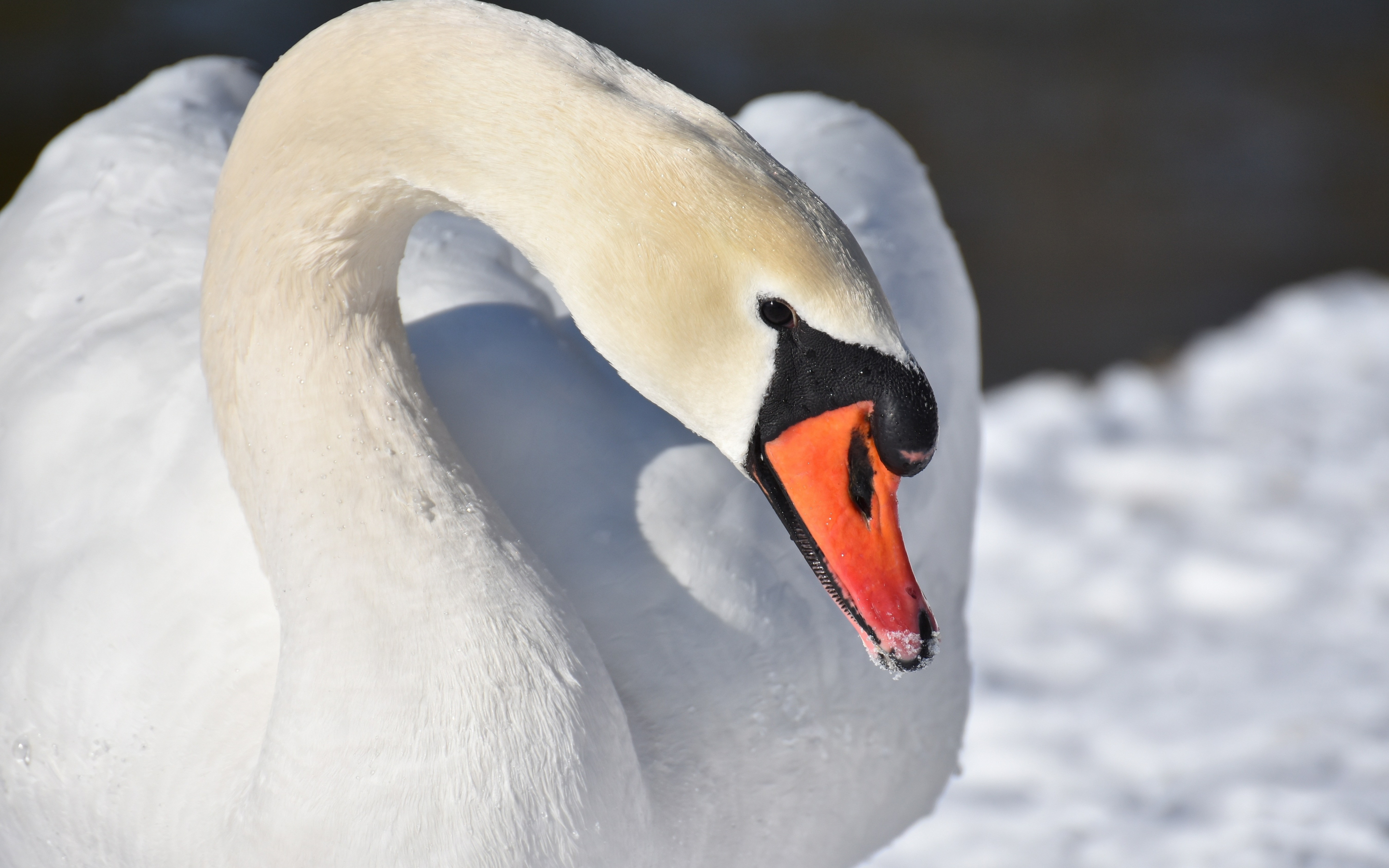 White swan, plumage, elegant bird, beak, 2880x1800 wallpaper