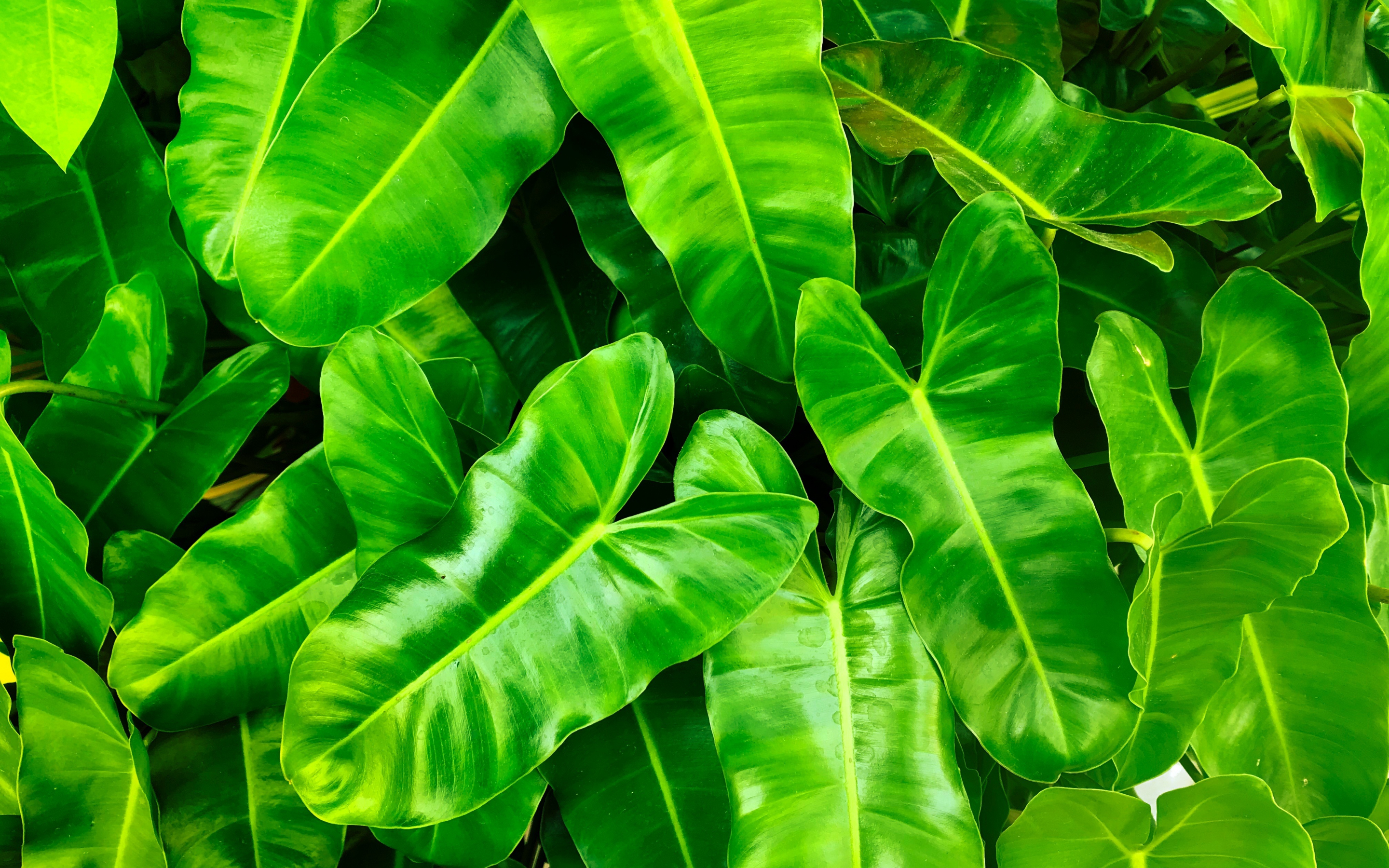Green leaves, spring, 2880x1800 wallpaper