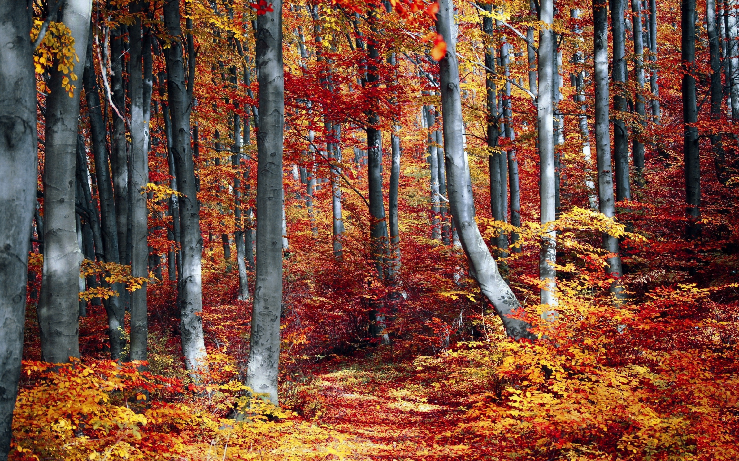 Tree, autumn, fall, forest, nature, 2880x1800 wallpaper
