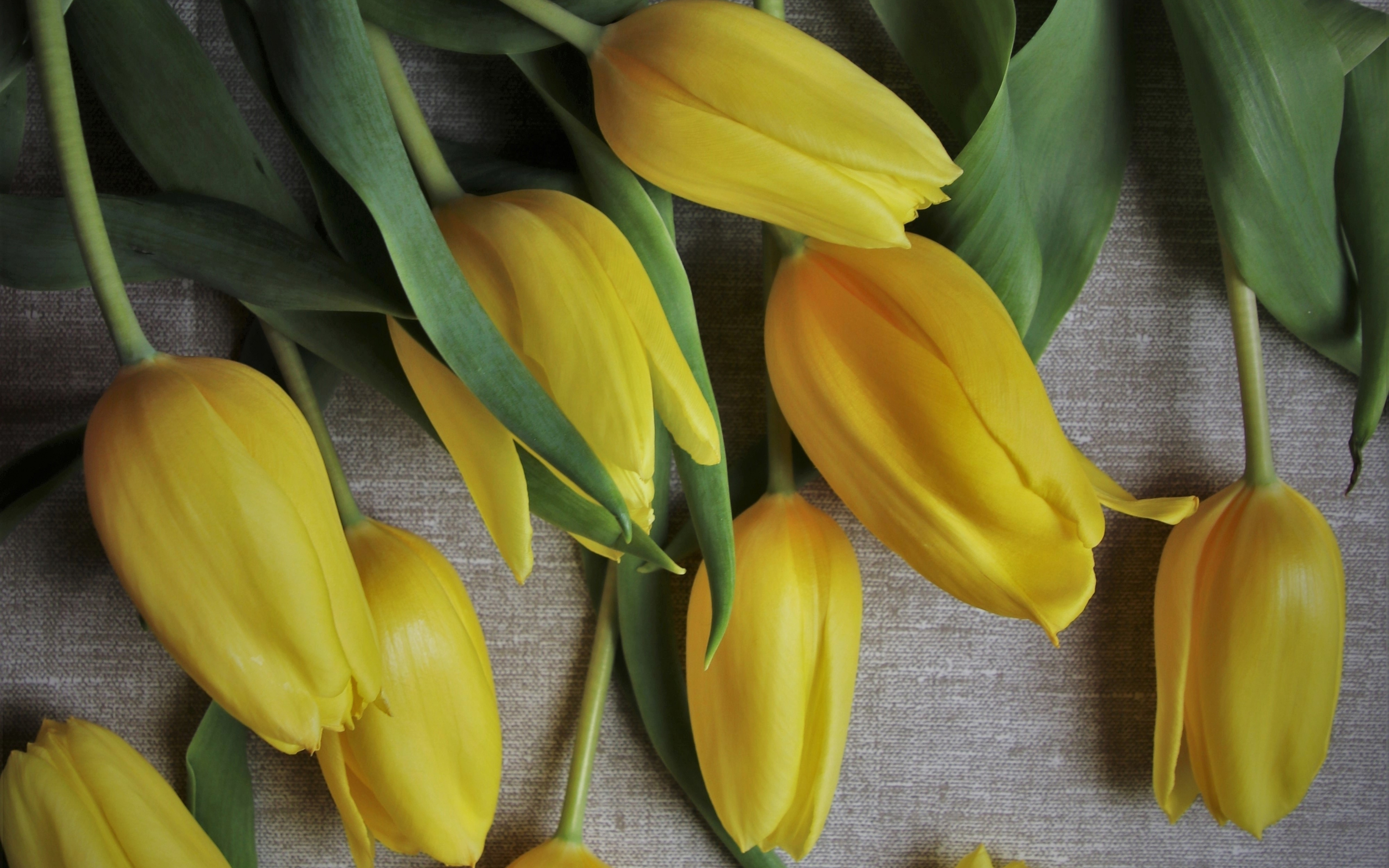 Yellow tulips, flowers, fresh, 2880x1800 wallpaper