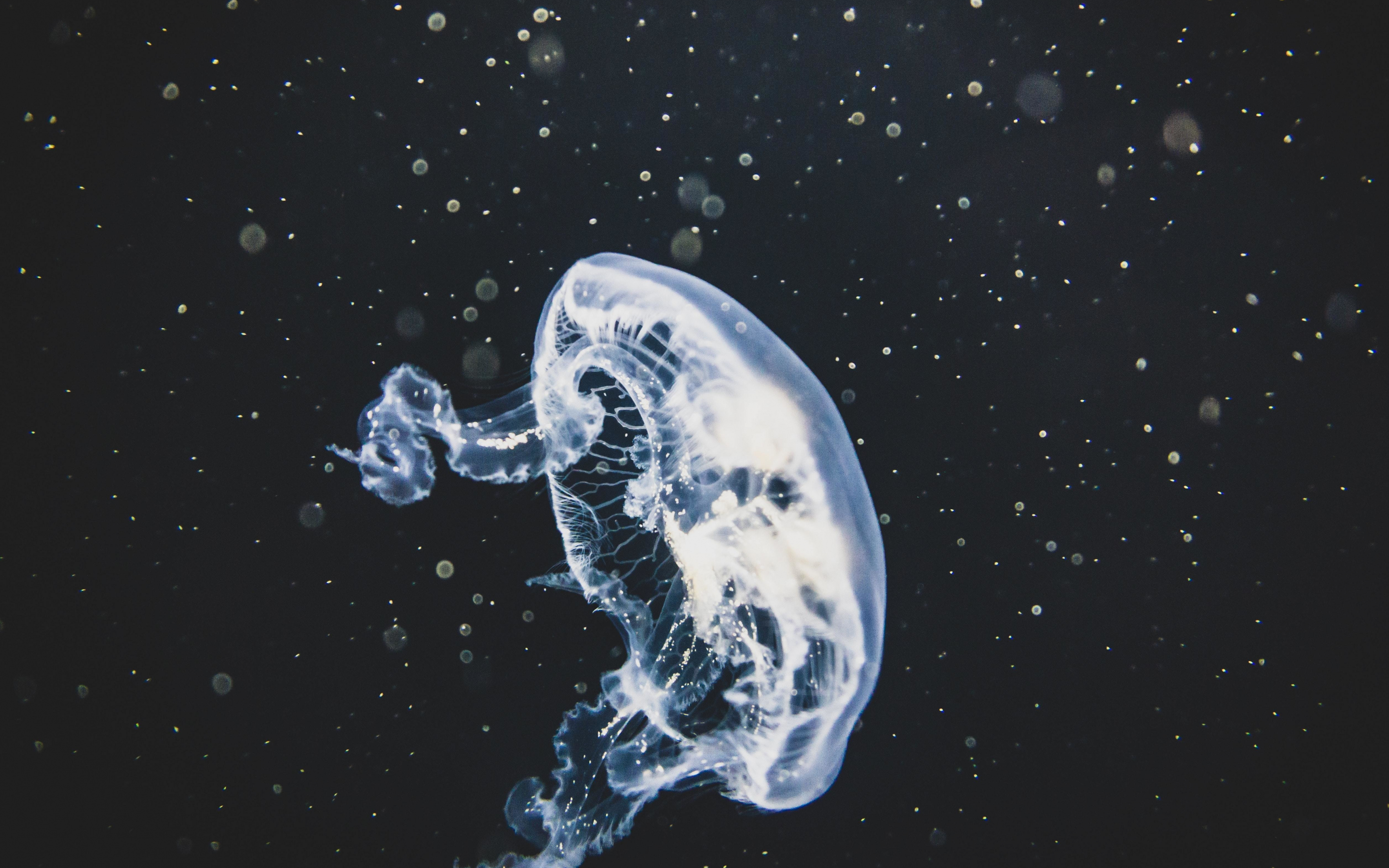 White, glow, jellyfish, 2880x1800 wallpaper
