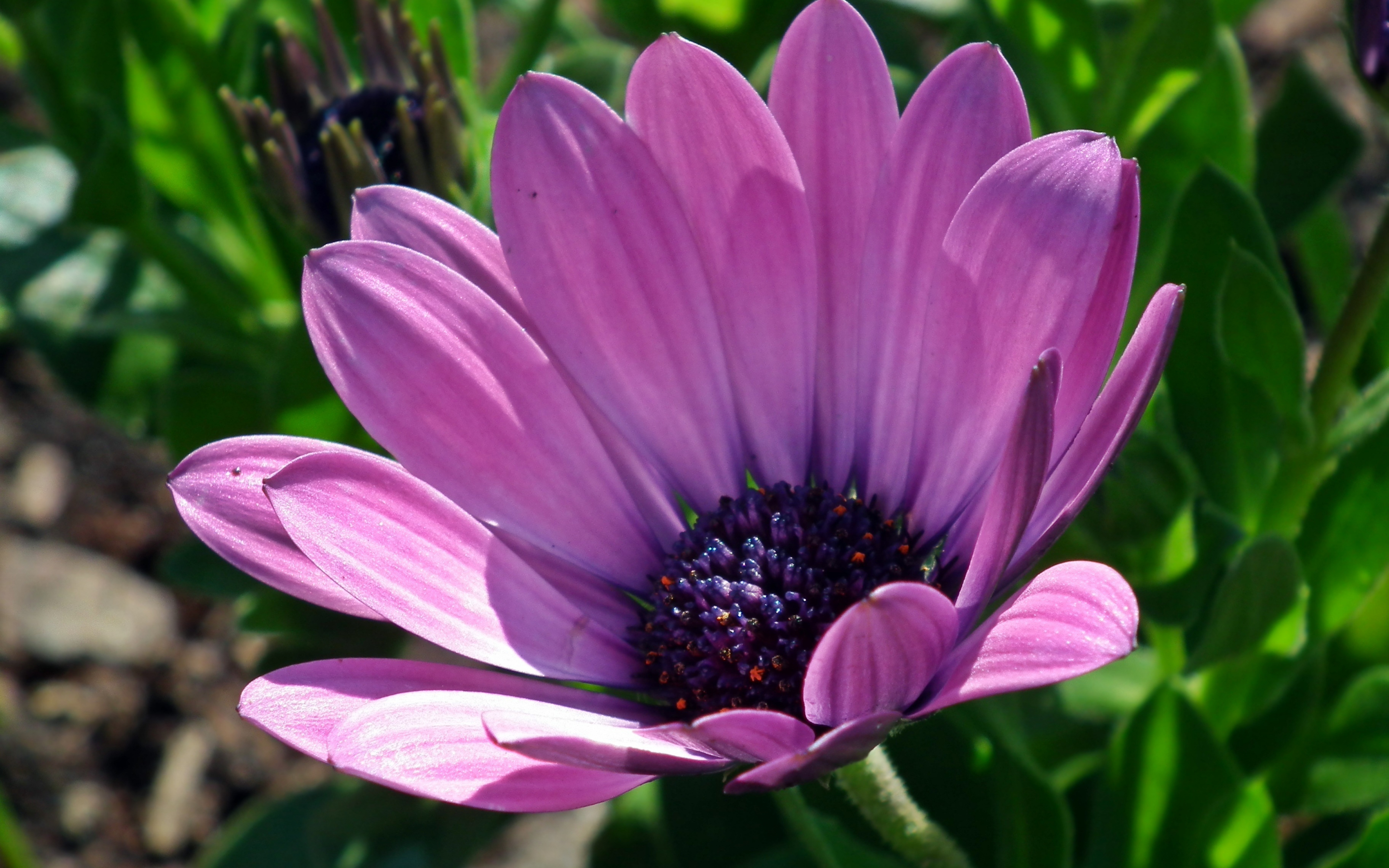 Daisy, purple flower, close up, 2880x1800 wallpaper