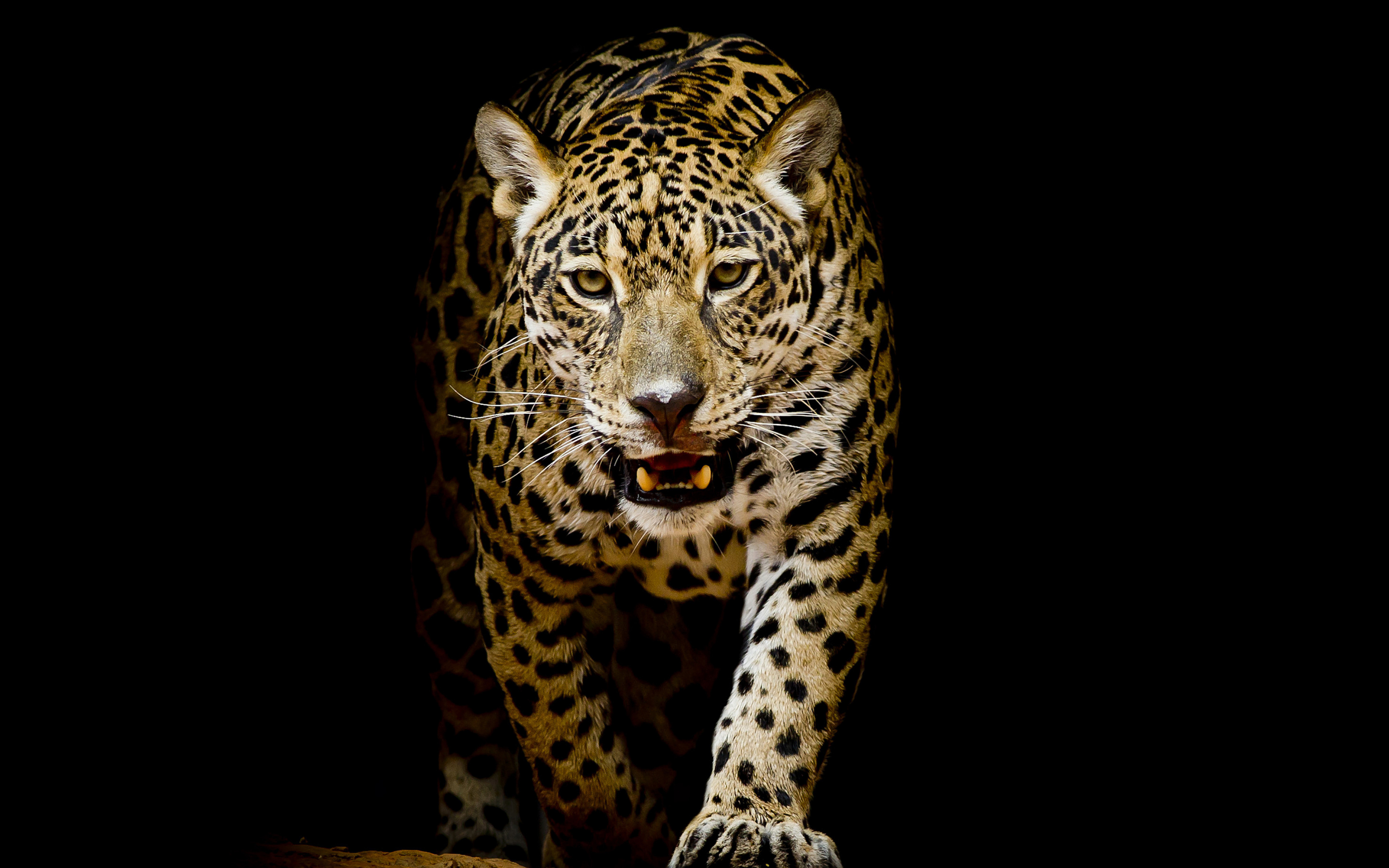 Leopard, predator, portrait, 2880x1800 wallpaper