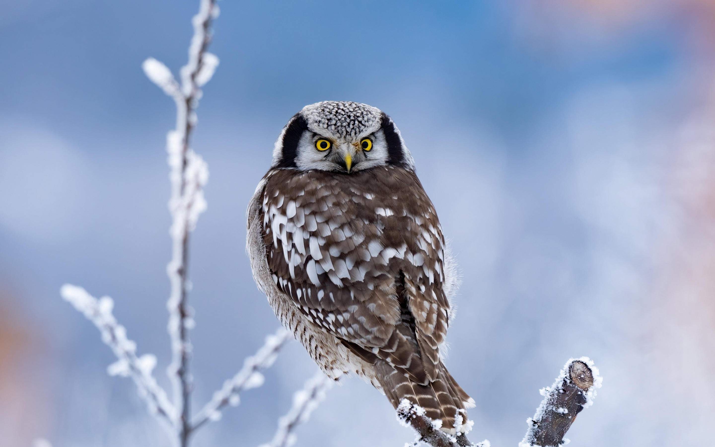 Cute bird, winter, owl, yellow eyes, 2880x1800 wallpaper