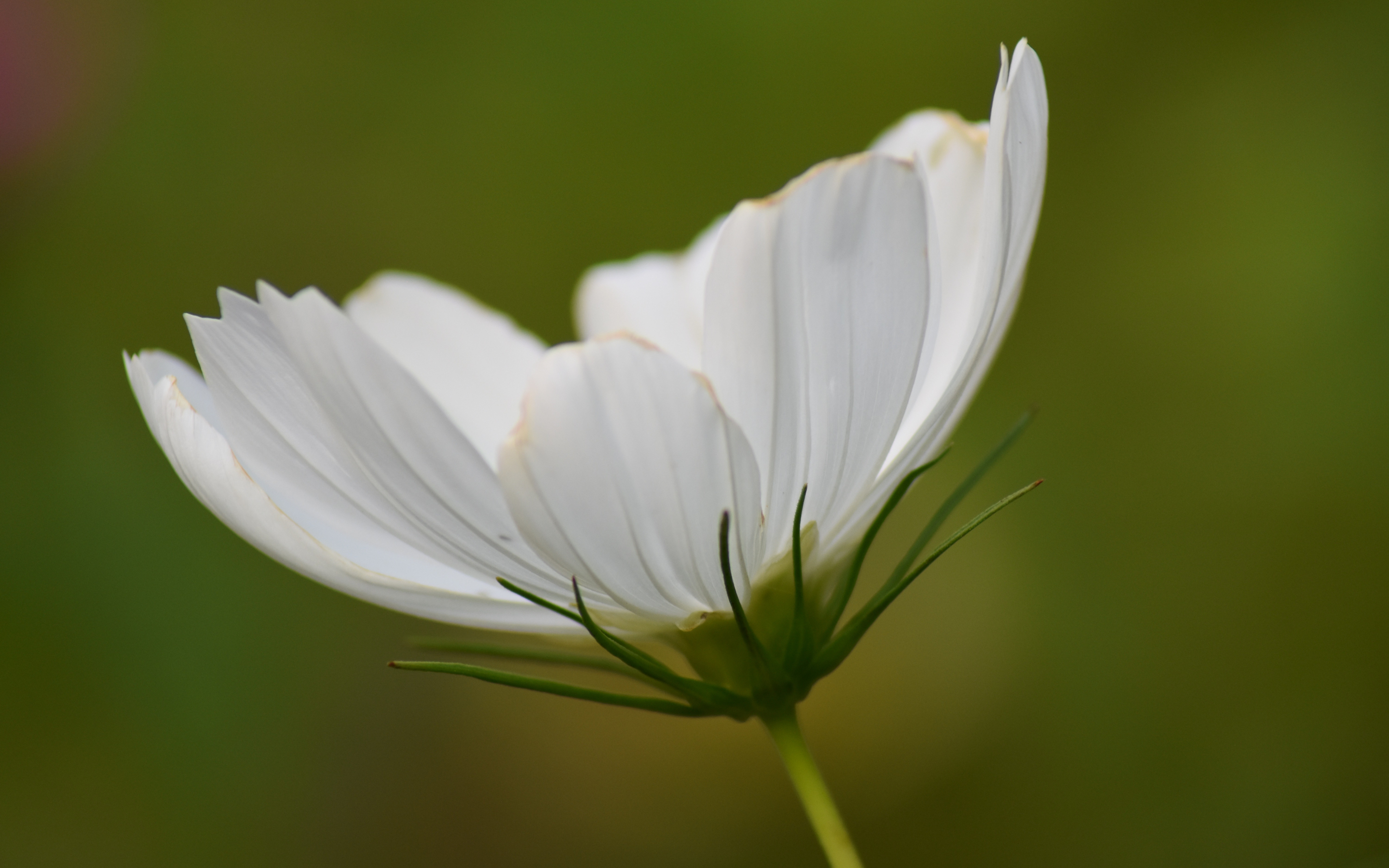 White cosmos, bloom, flower, close up, 2880x1800 wallpaper