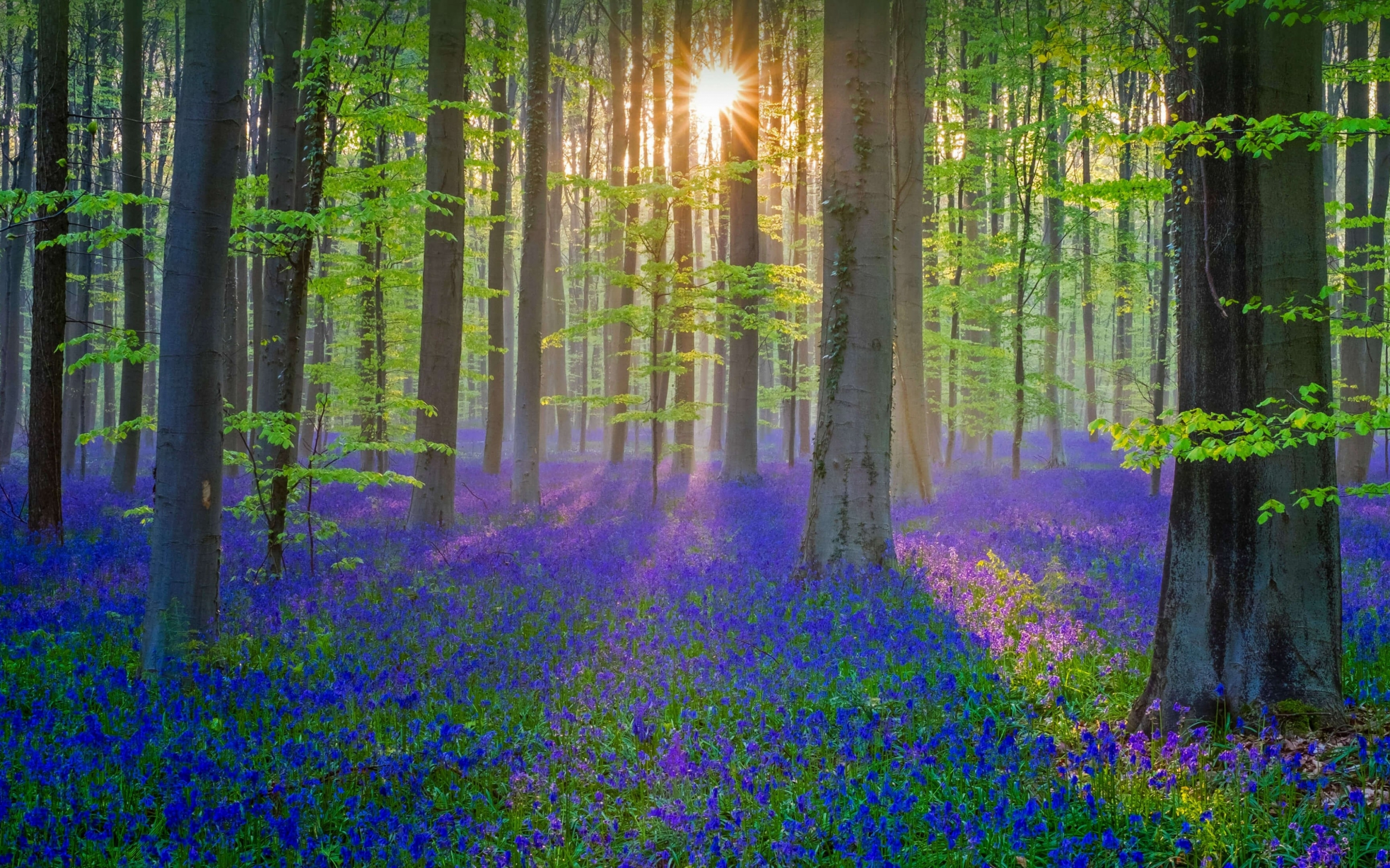 Blue flowers, plants, forest, spring, nature, 2880x1800 wallpaper